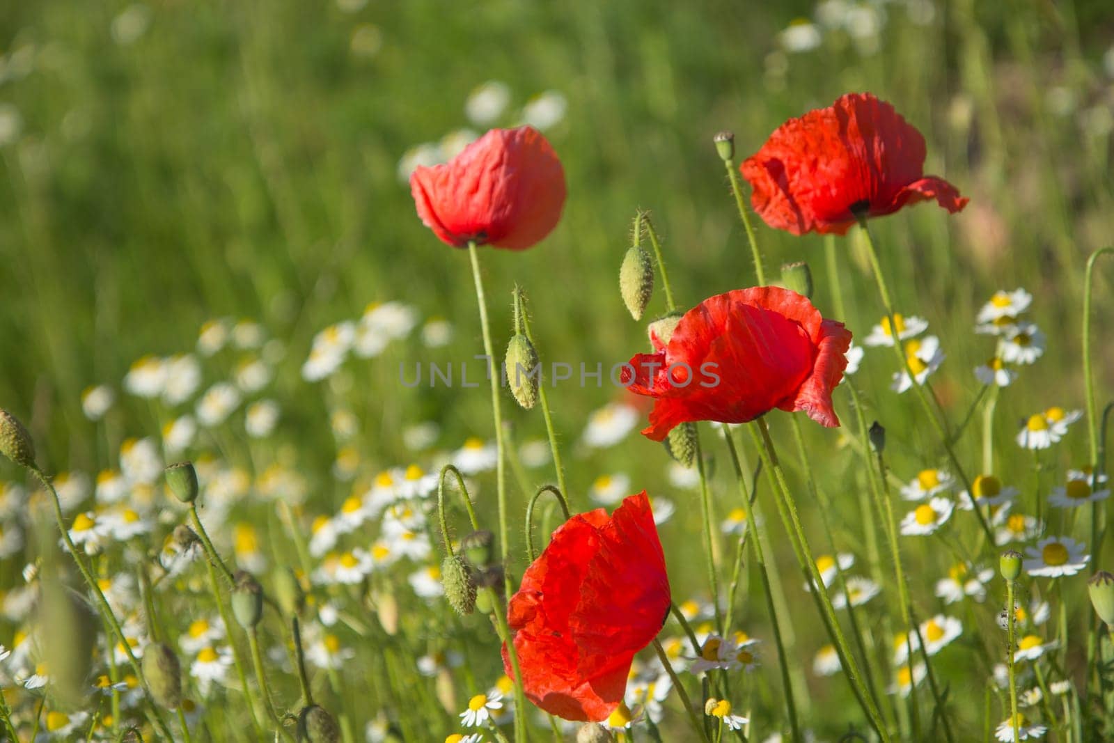 Summer meadow with Common poppy flowers and chamomile