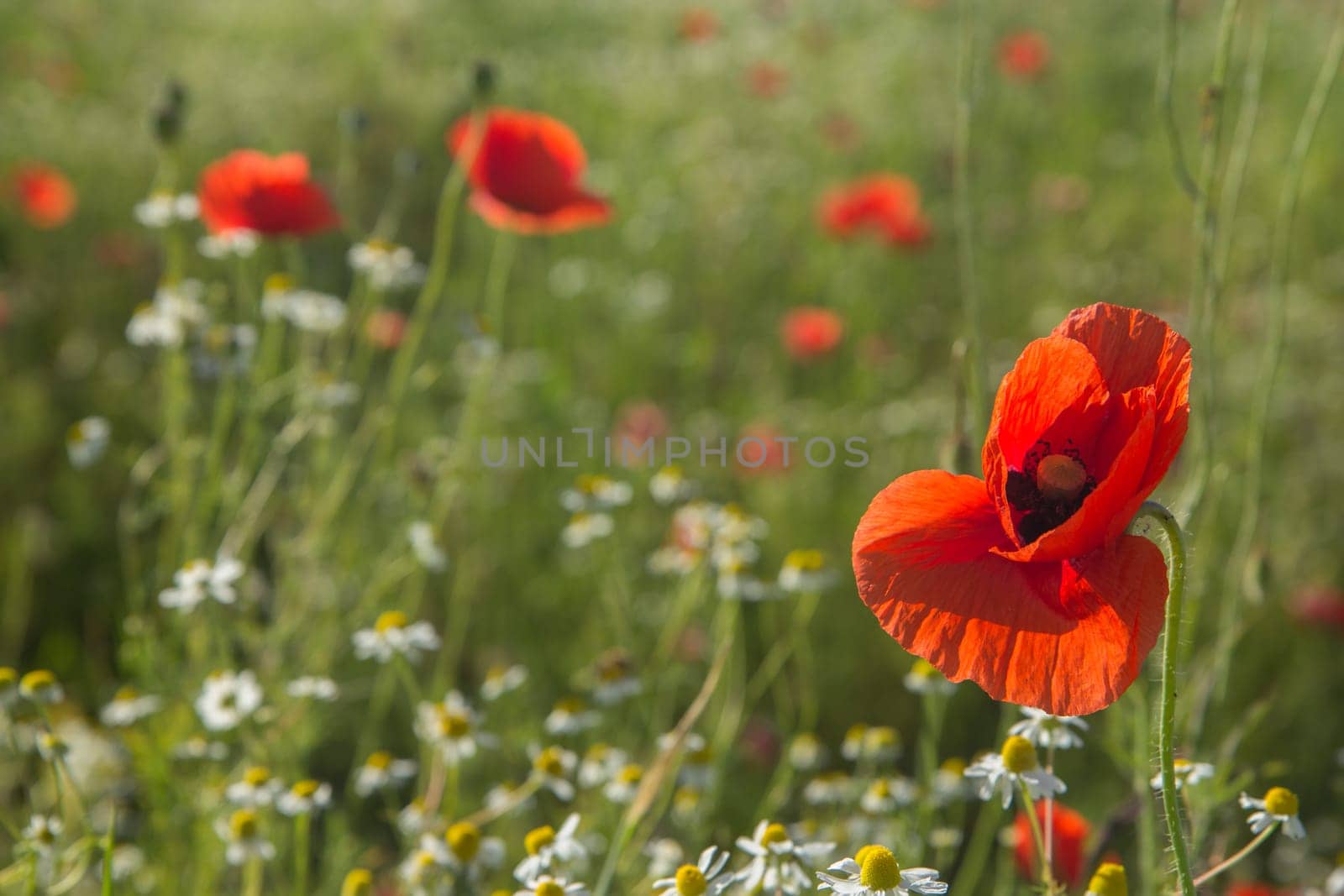Summer meadow with Common poppy flowers and chamomile
