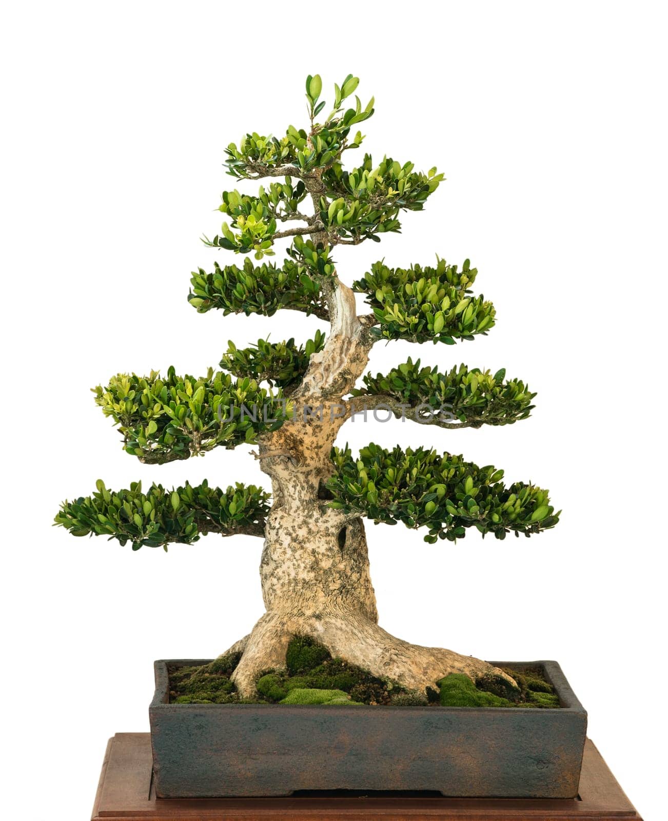 Boxwood (Buxus sempervivum) as Bonsai Tree