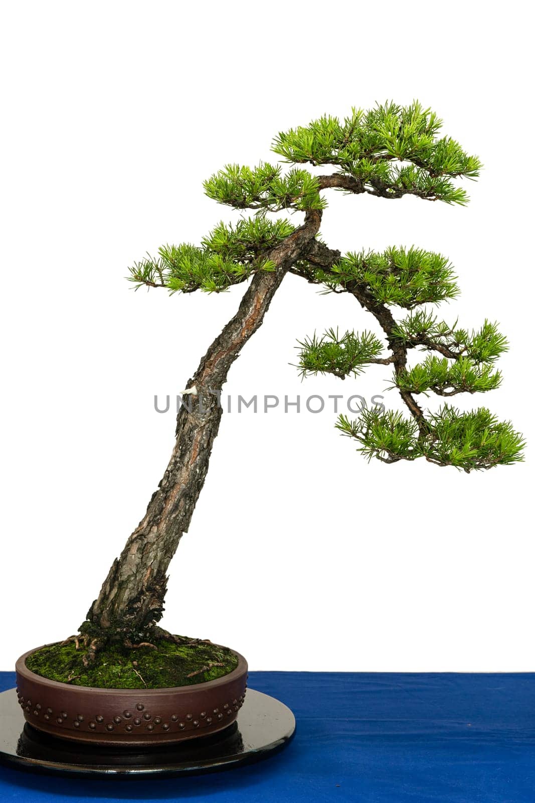 Pine (Pinus sylvestris) as a bonsai tree