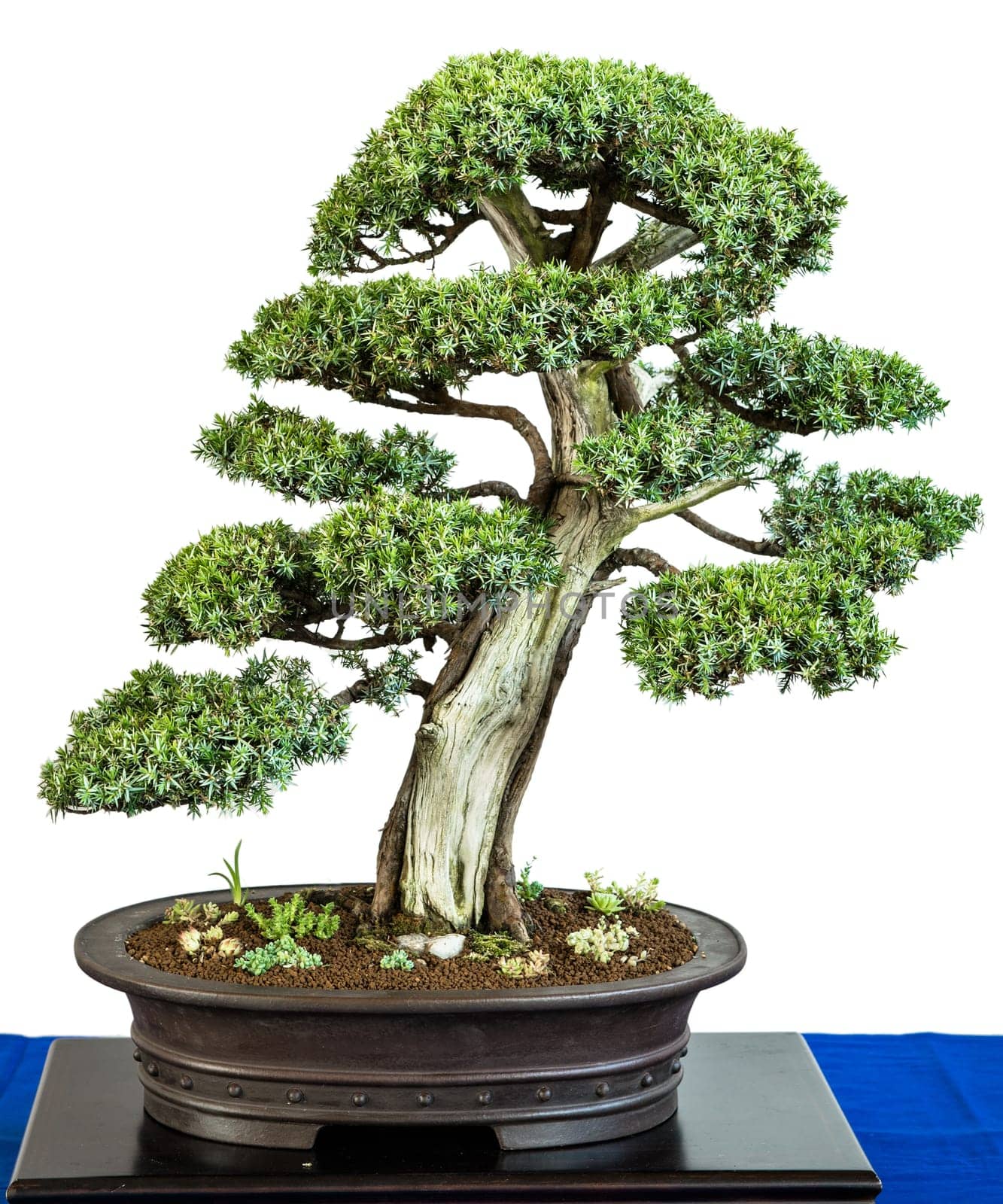 Juniper (Juniperus communis) as a bonsai tree
