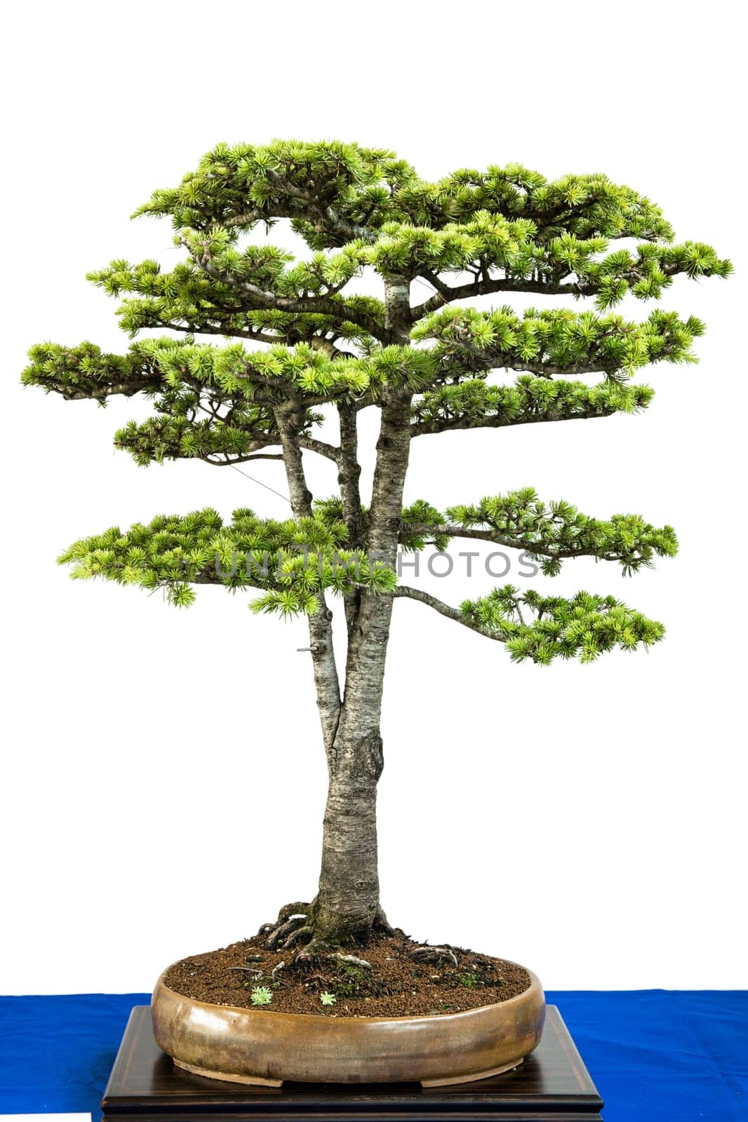 Lebanon cedar (Cedrus libanii) as bonsai tree