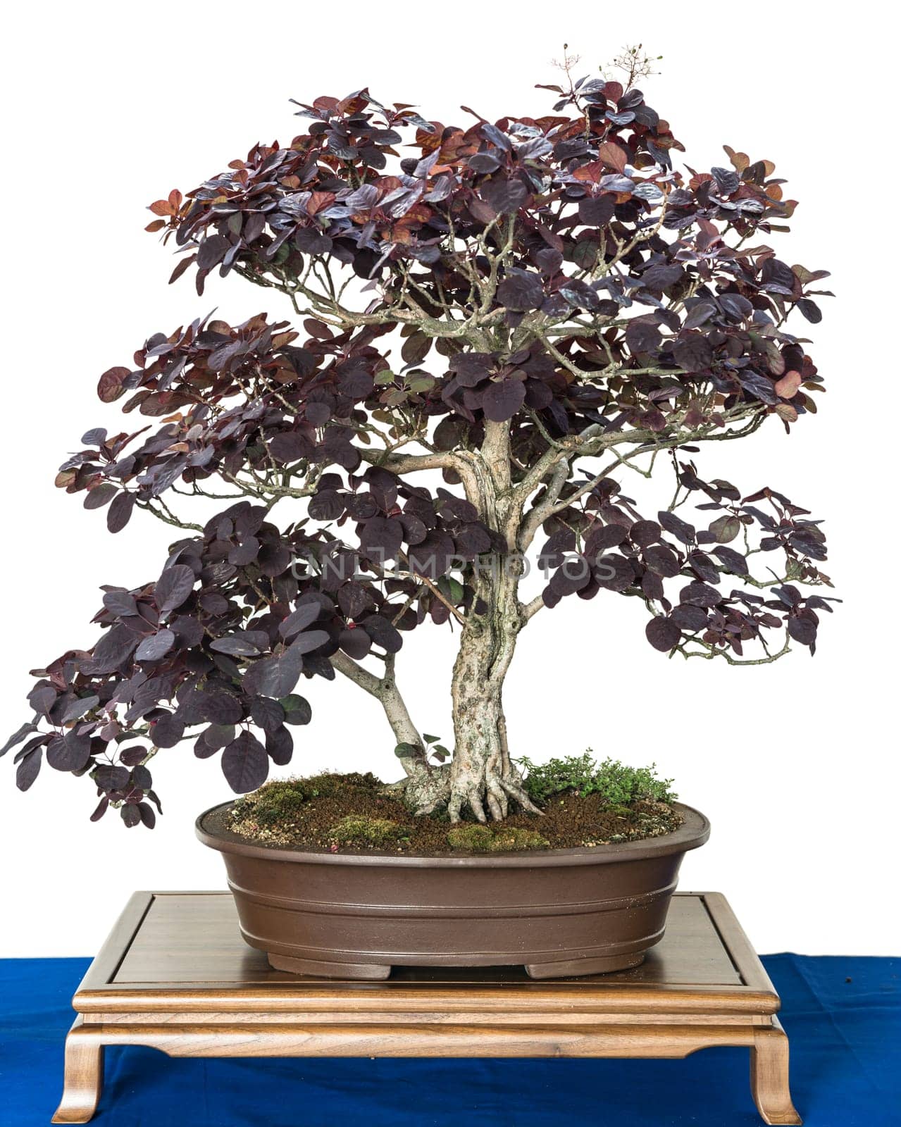 Wig shrub (Cotinus coggygria) as a bonsai tree