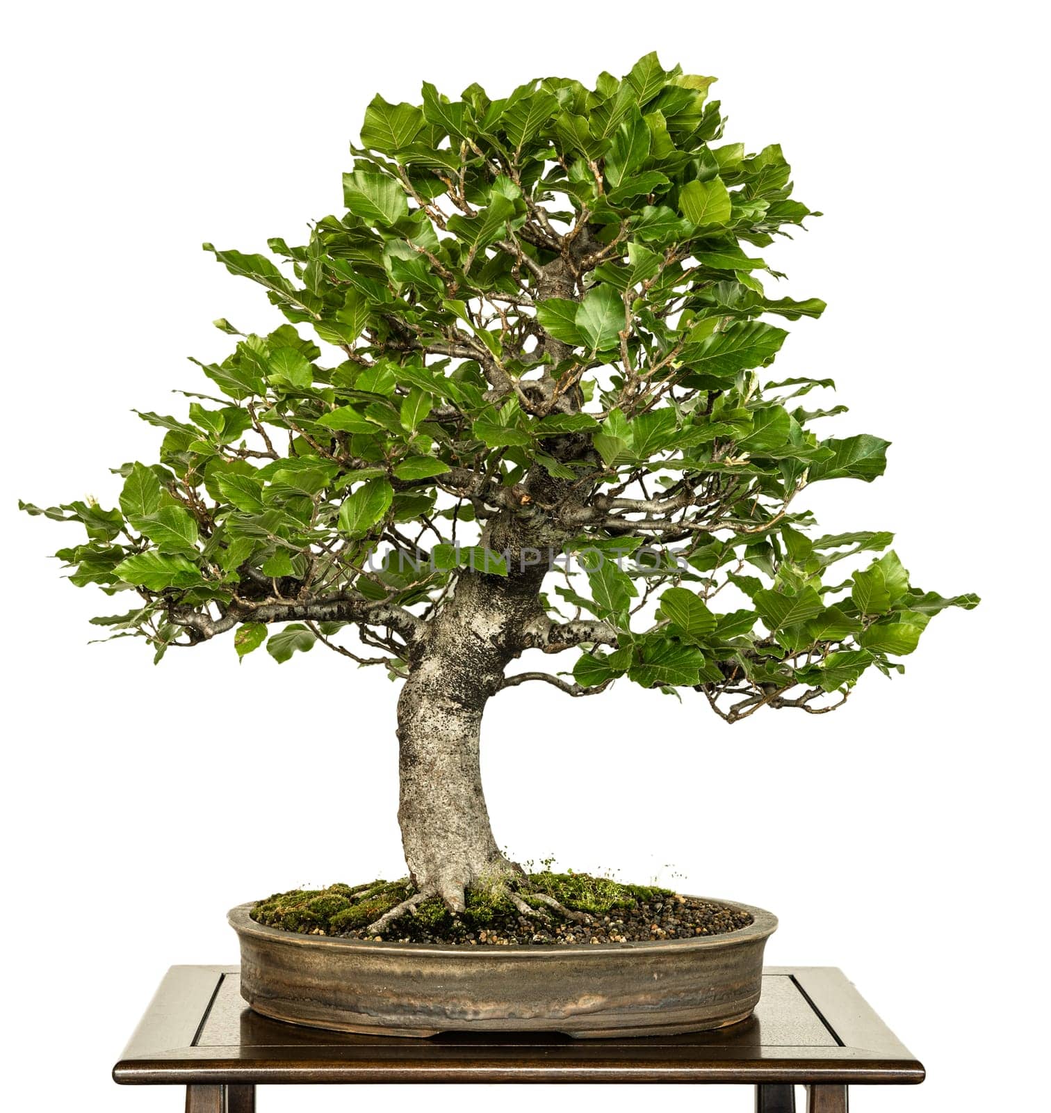 Book (Fagus sylvatica) as Bonsai Tree