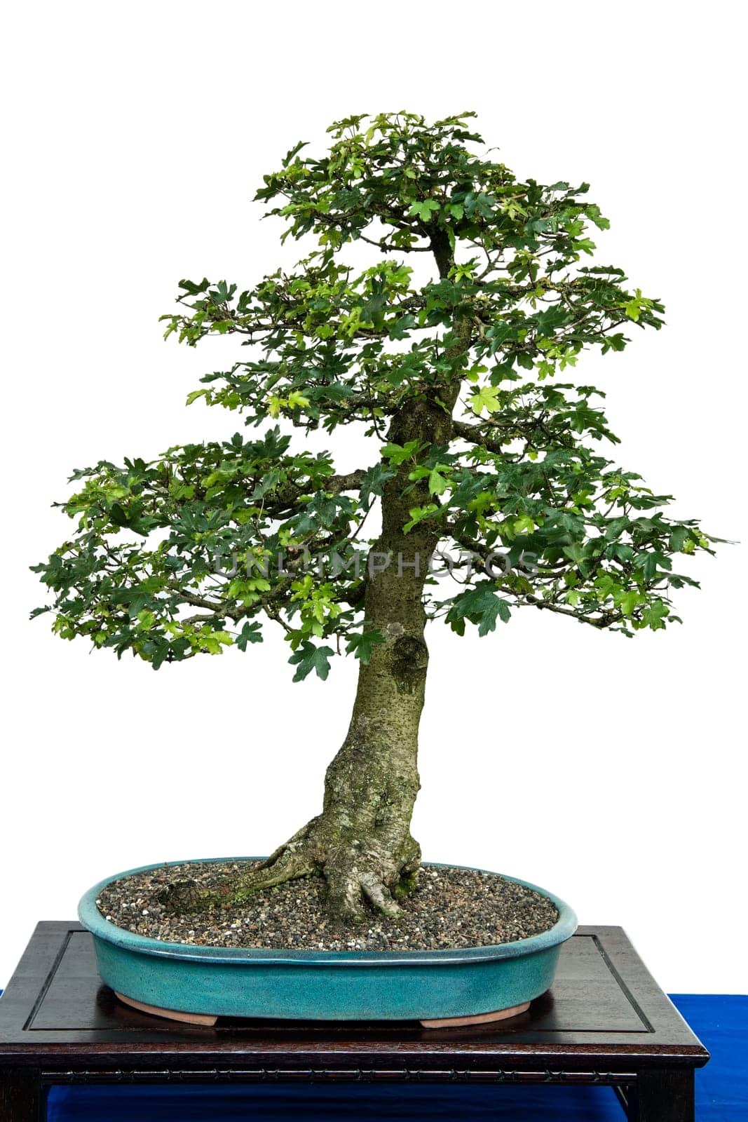 Field maple (Acer campestre) as a bonsai tree