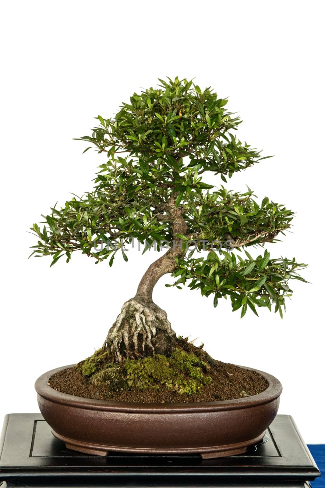 Azalee (Rhododenron indicum) as a bonsai tree