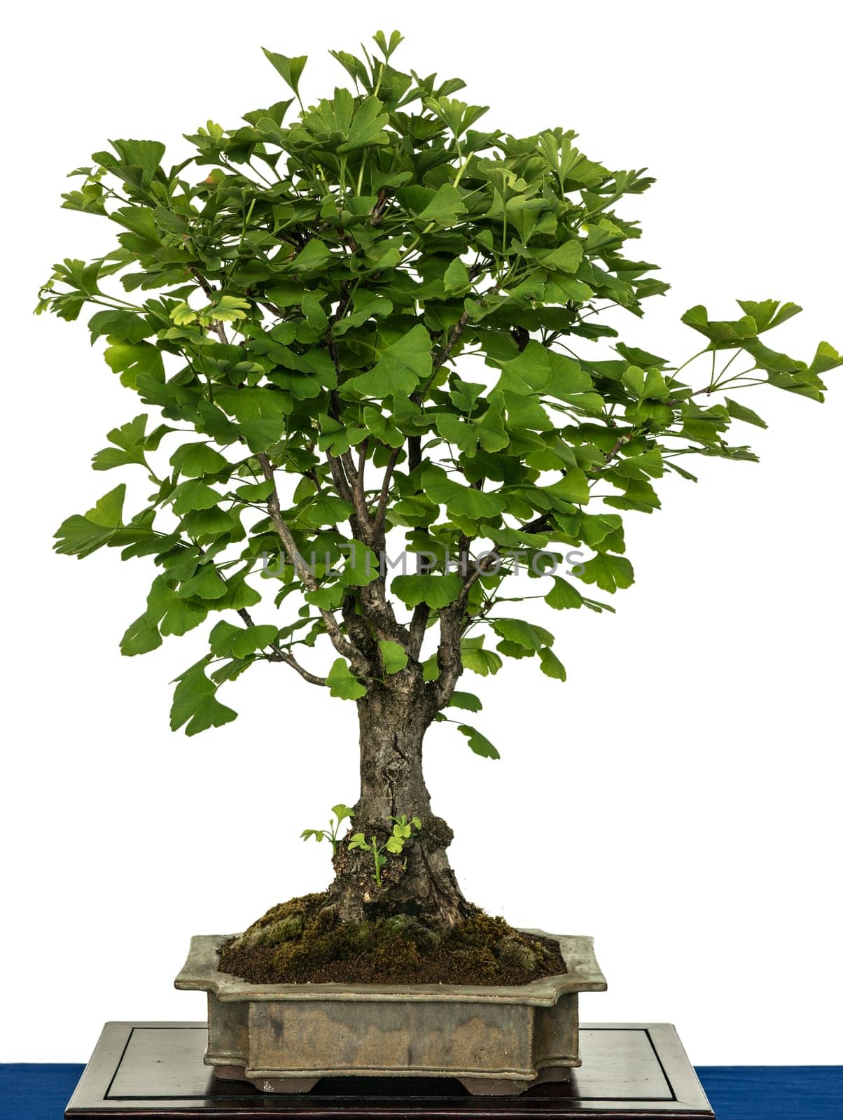 Ginkgo (Ginkgo biloba) as a bonsai tree
