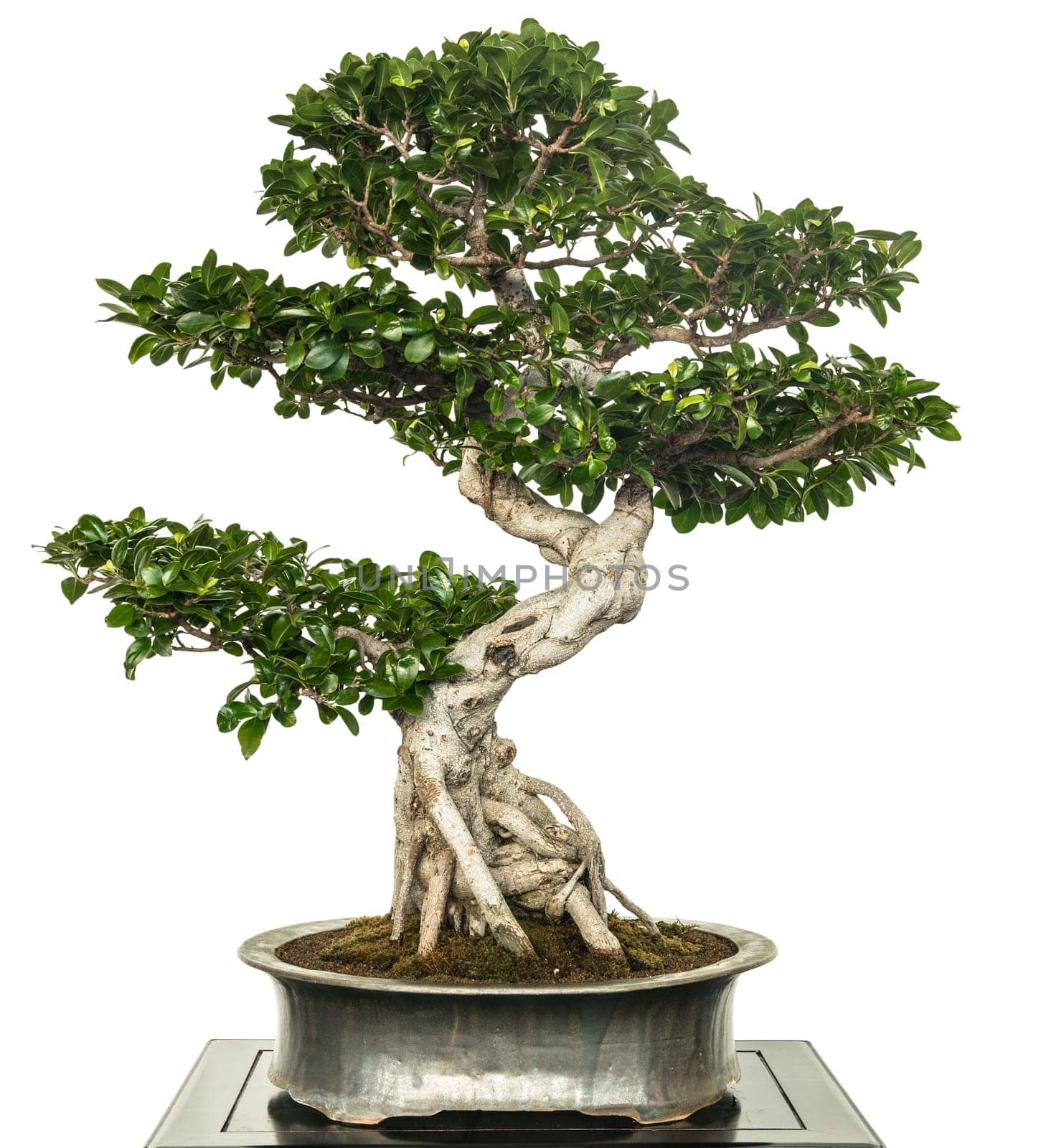 Fig (Ficus microcarpa) as a bonsai tree