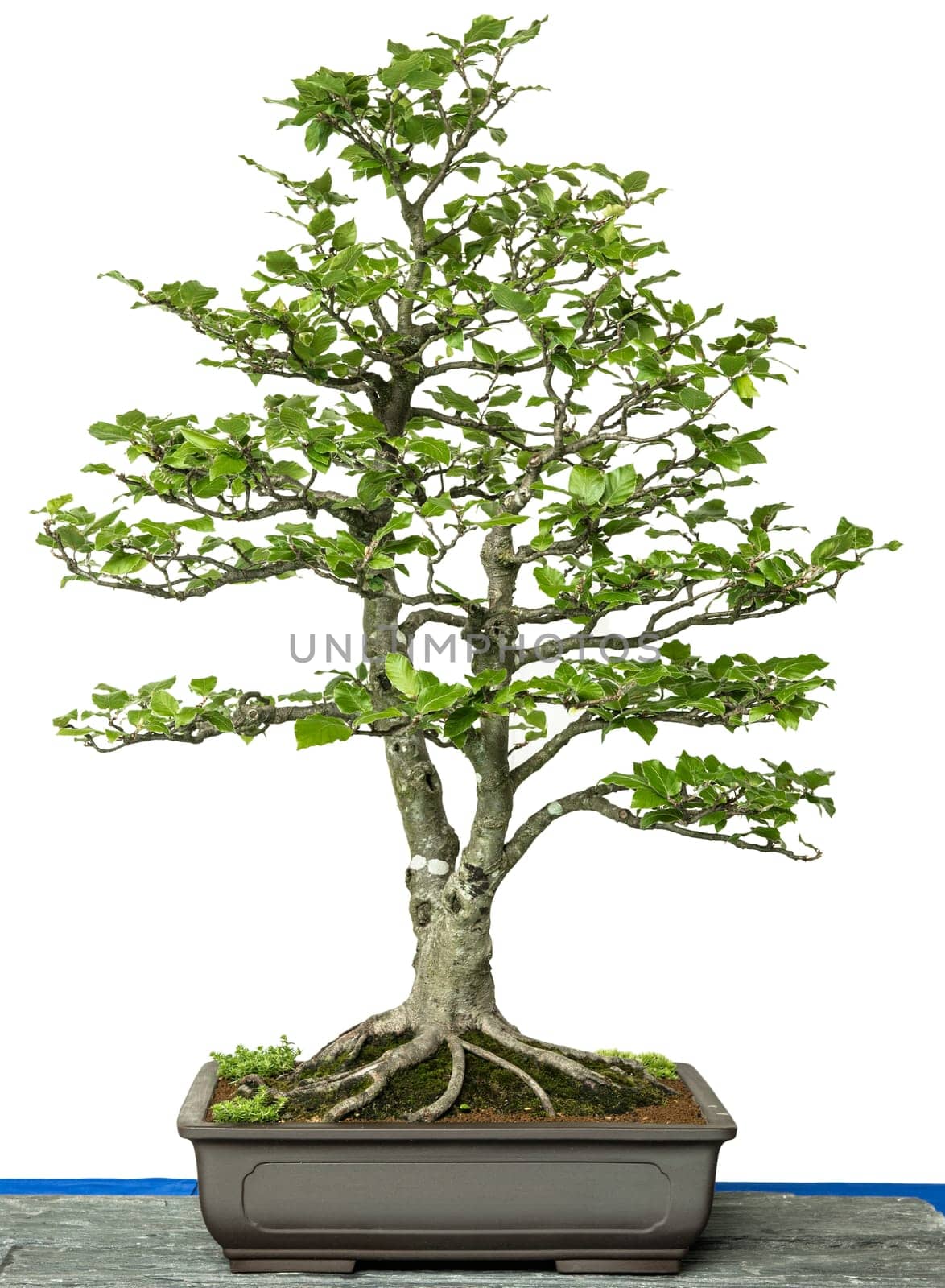 Red beech (Fagus sylvatica) as a bonsai tree