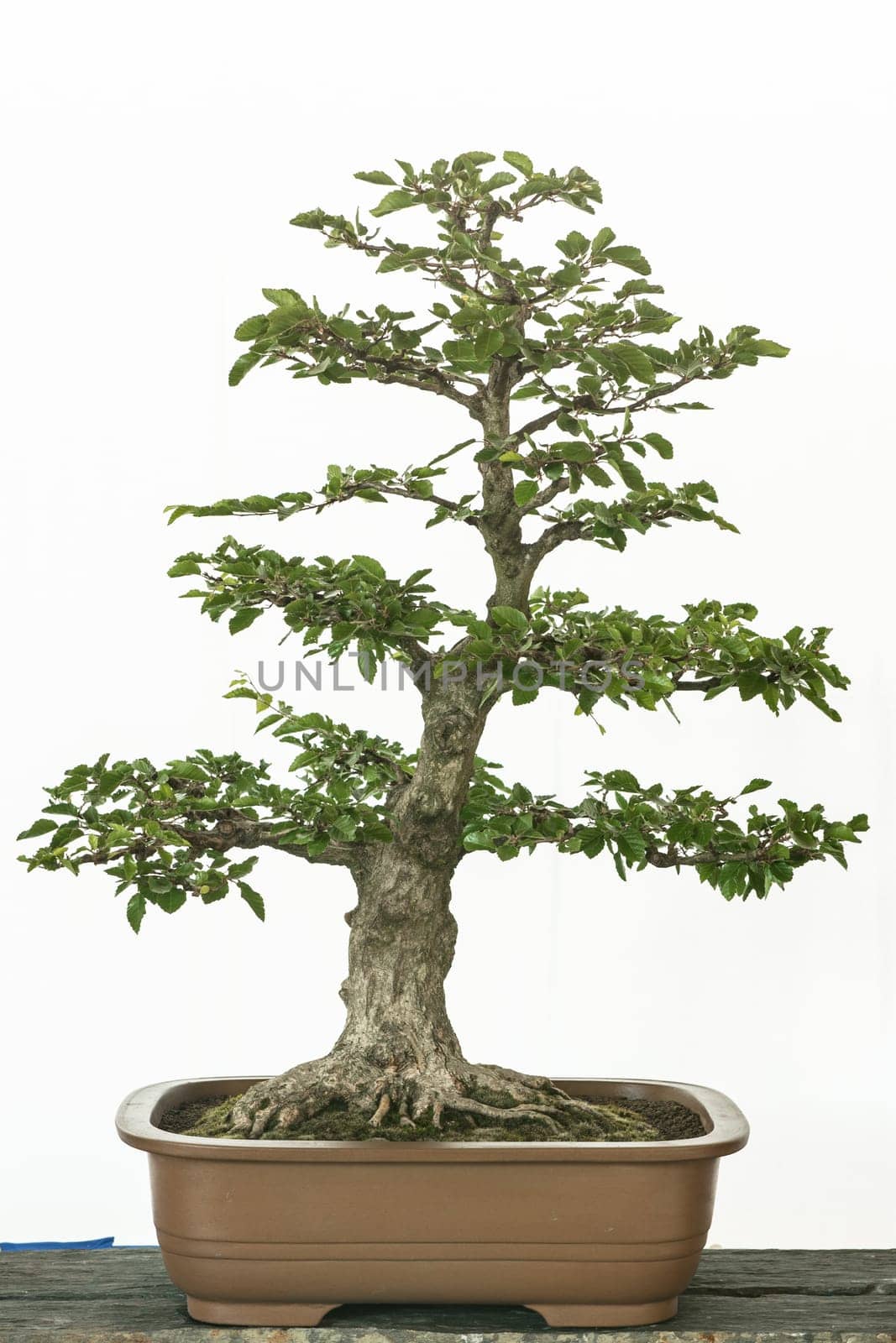 Korean hornbeam (Carpinus turczaninowii) as bonsai tree