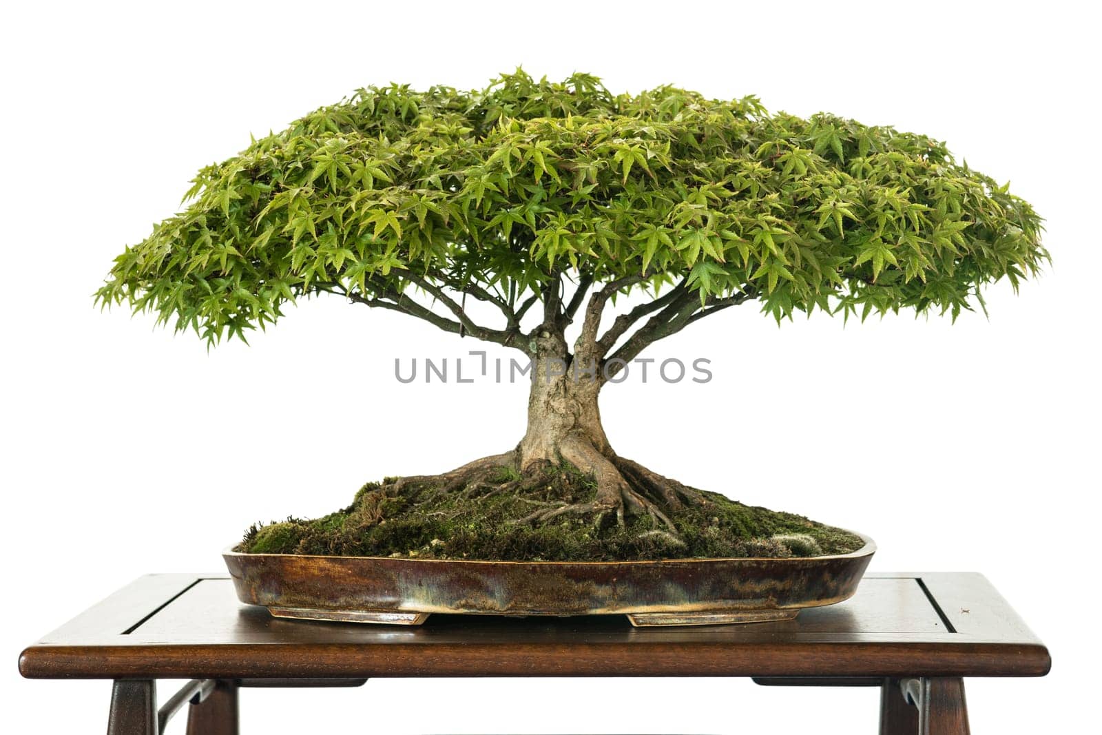 Maple (Acer palmatum Kiyohime) as a bonsai tree