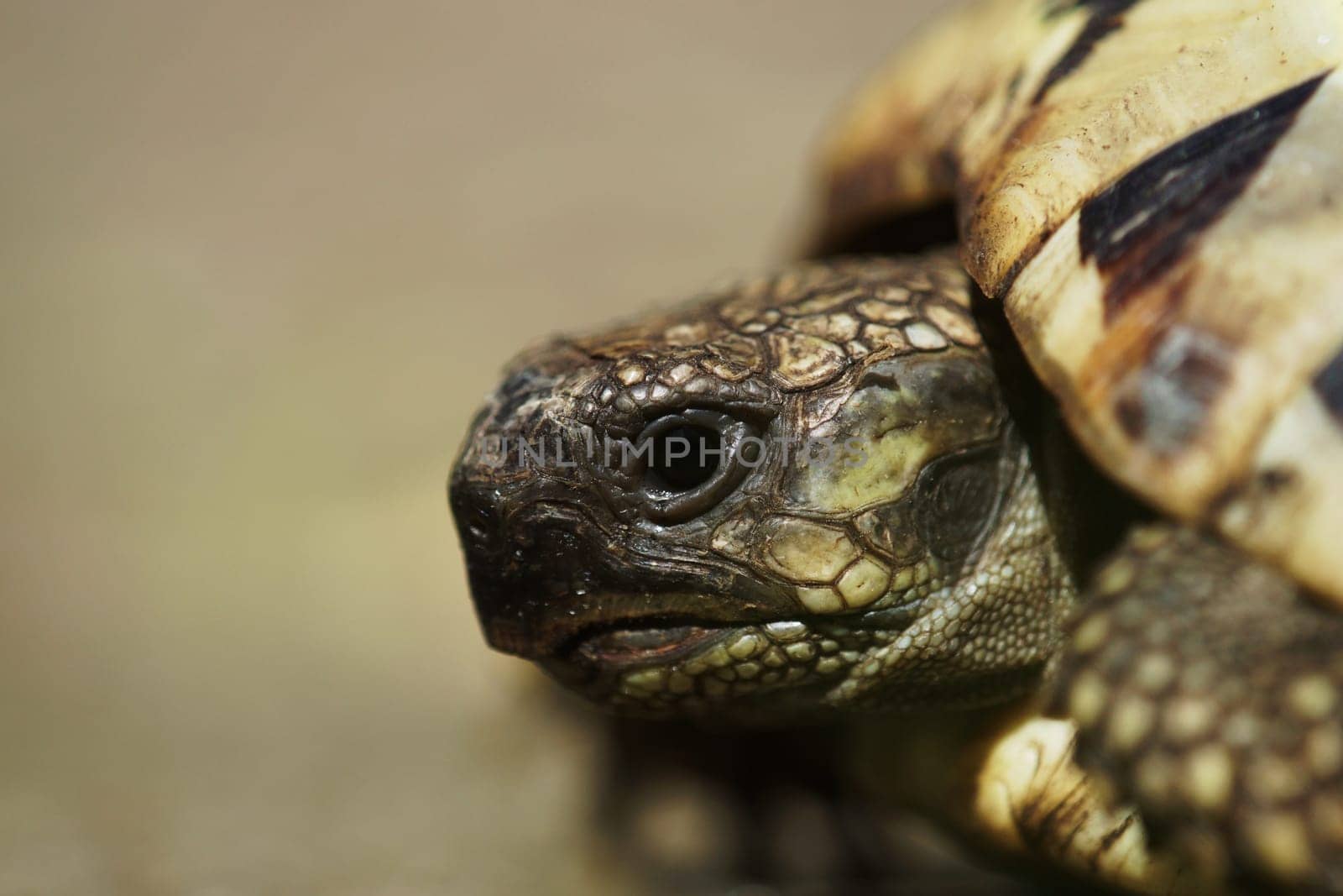 Greek Landschildkroete