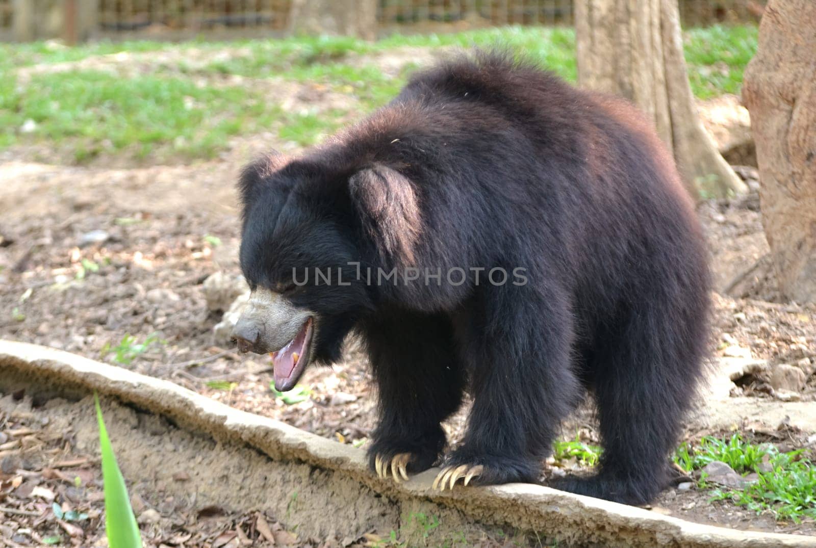 sloth bear or Melursus ursinus in zoo