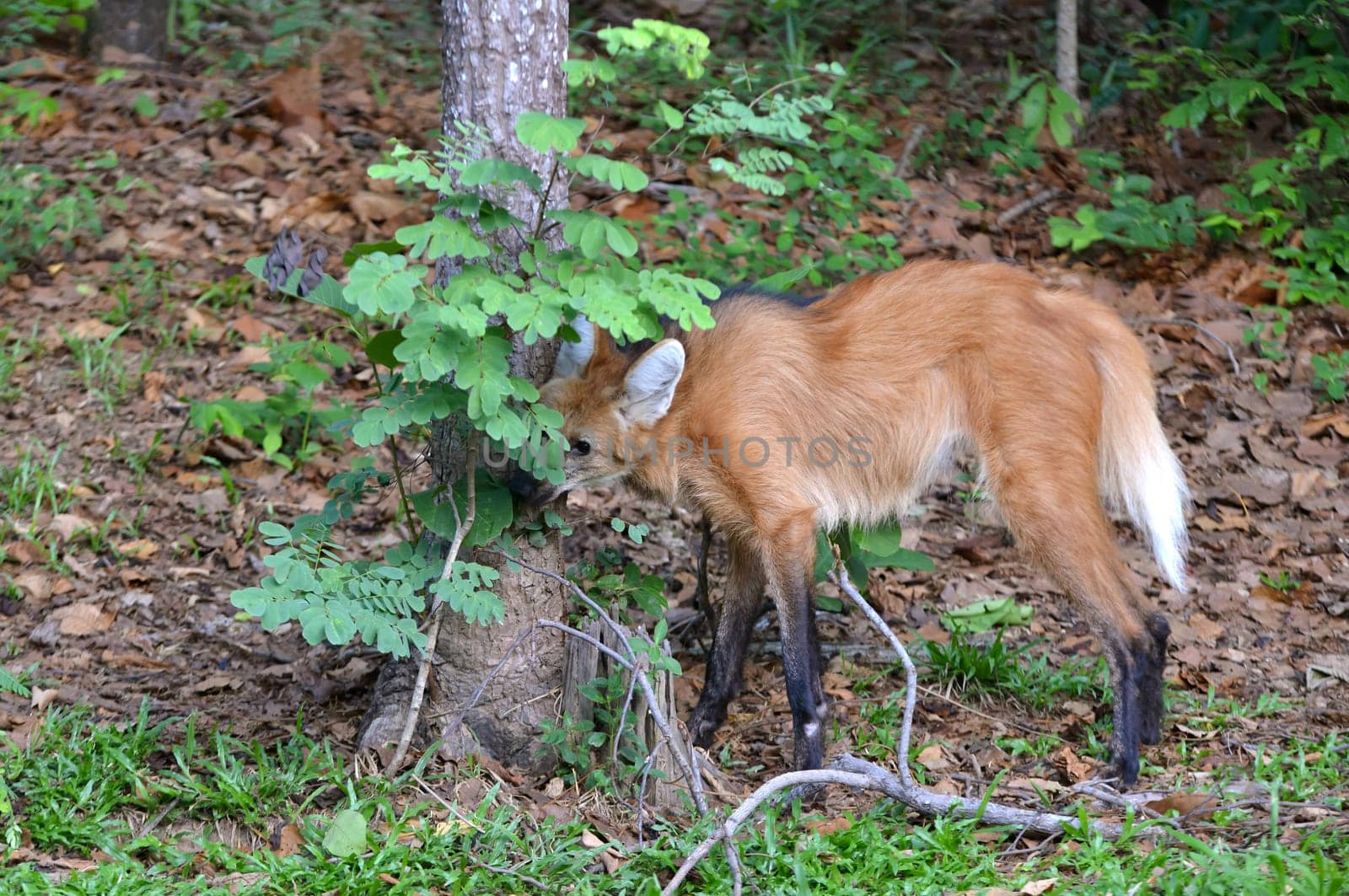 maned wolf in natuer