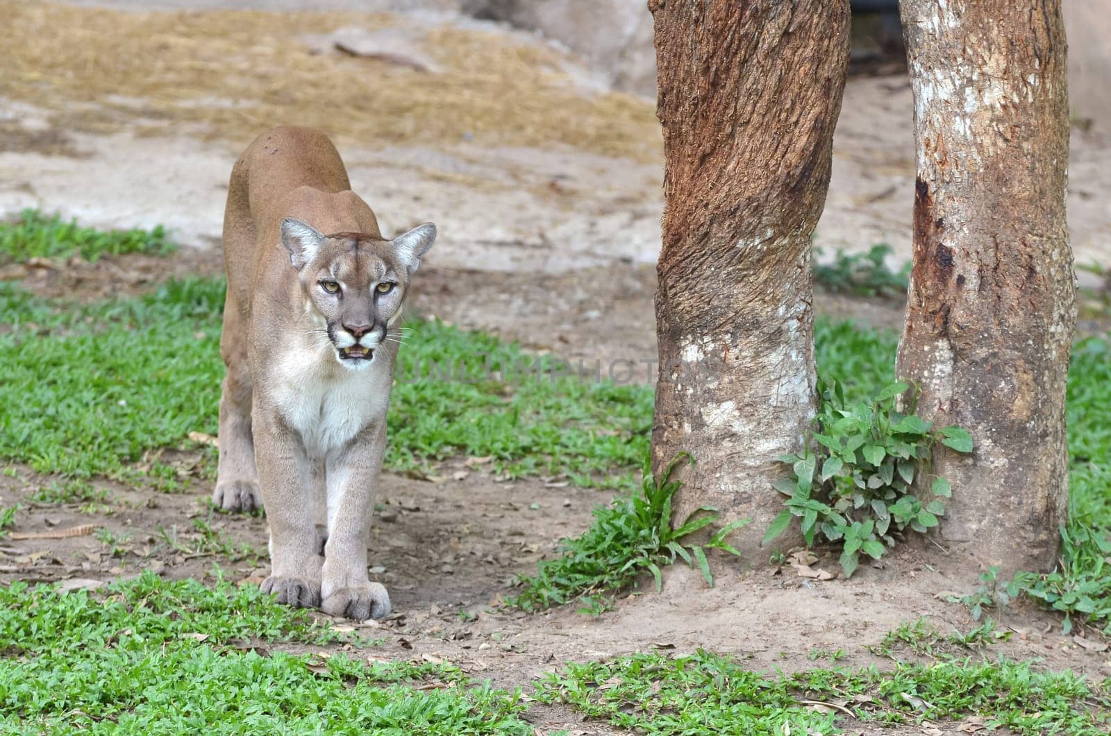 puma or cougar or mountain lion in captive environment