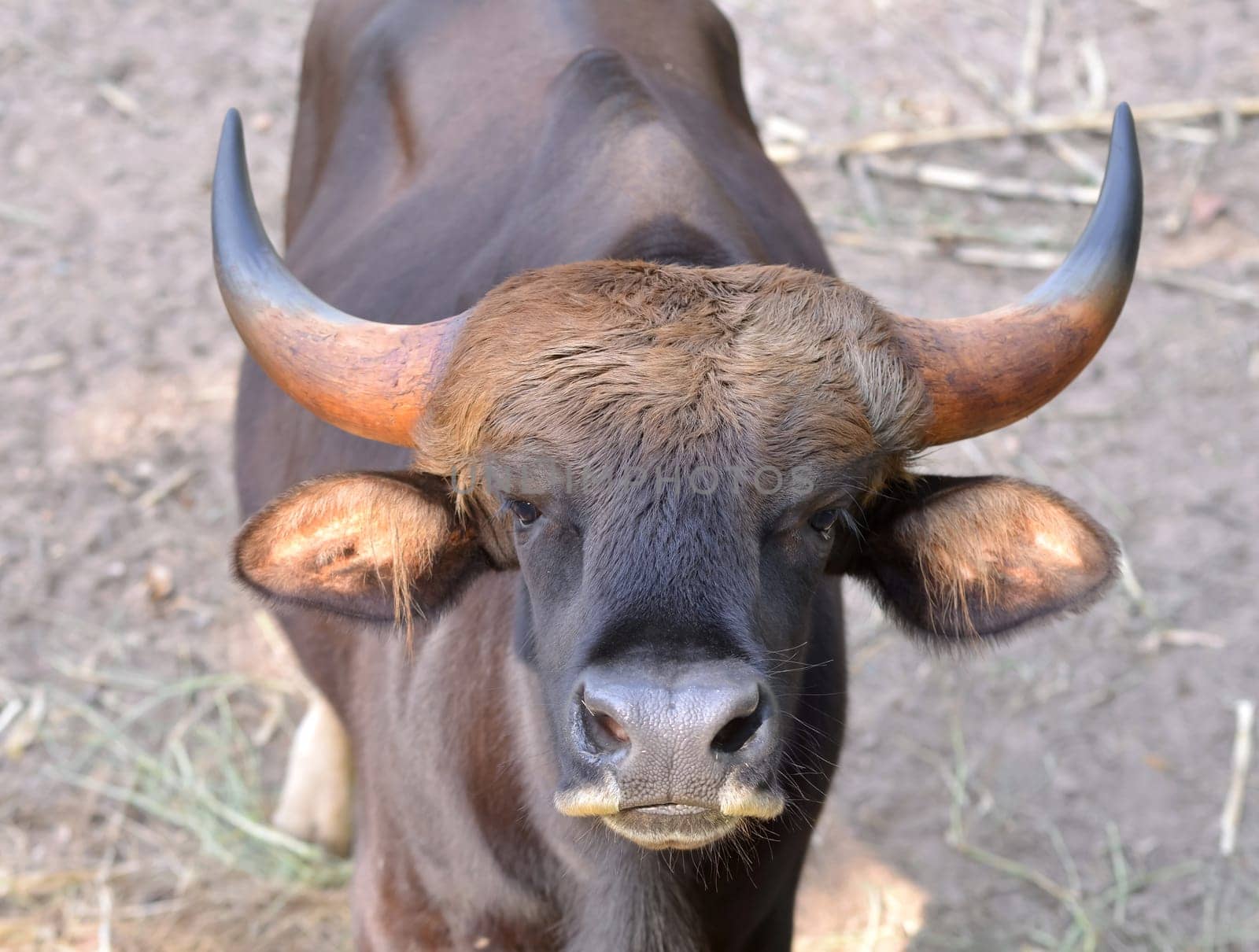 close up image of the gaur head