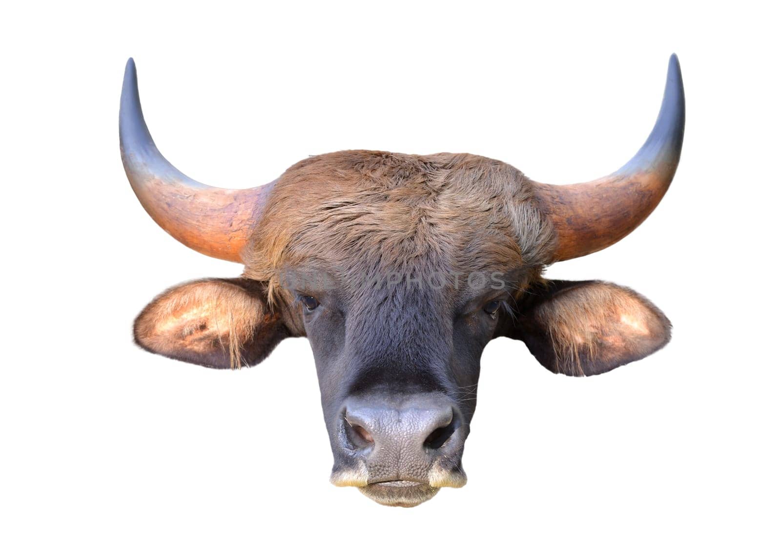 close up image of the gaur head isolated