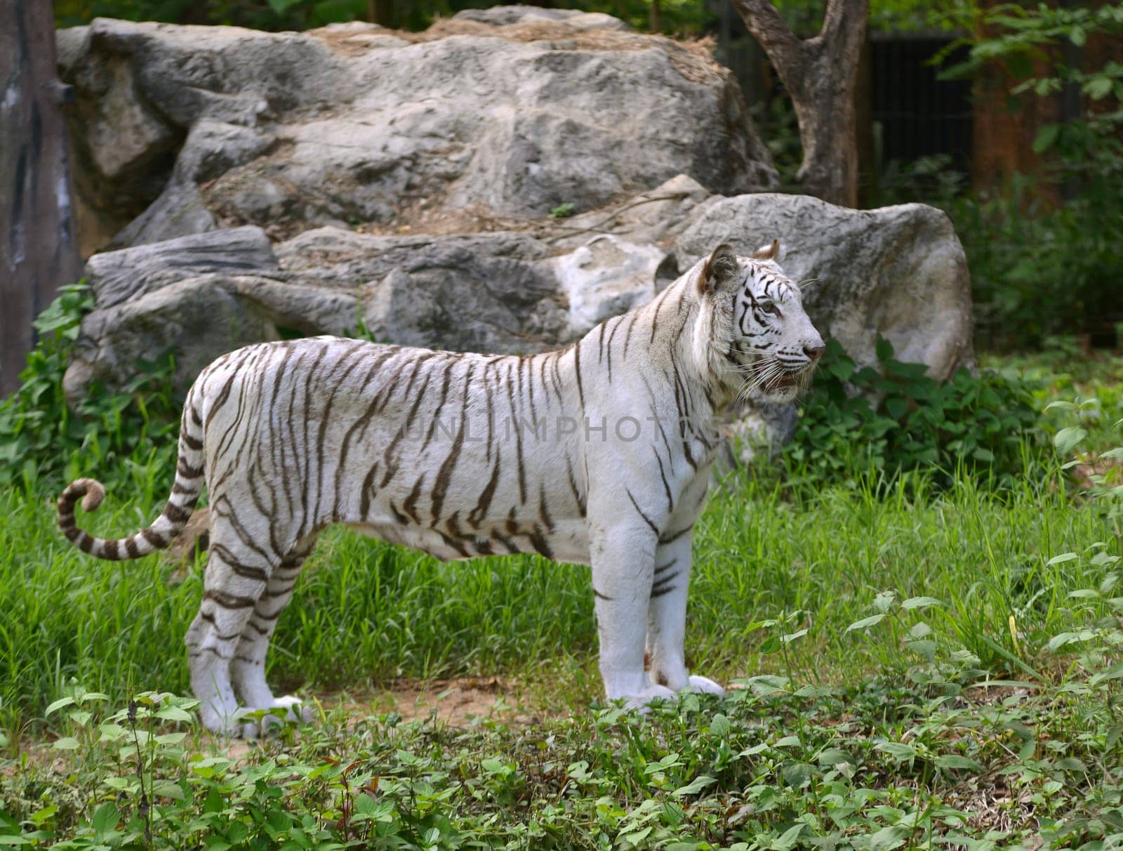 female white bengal tiger in captive environment