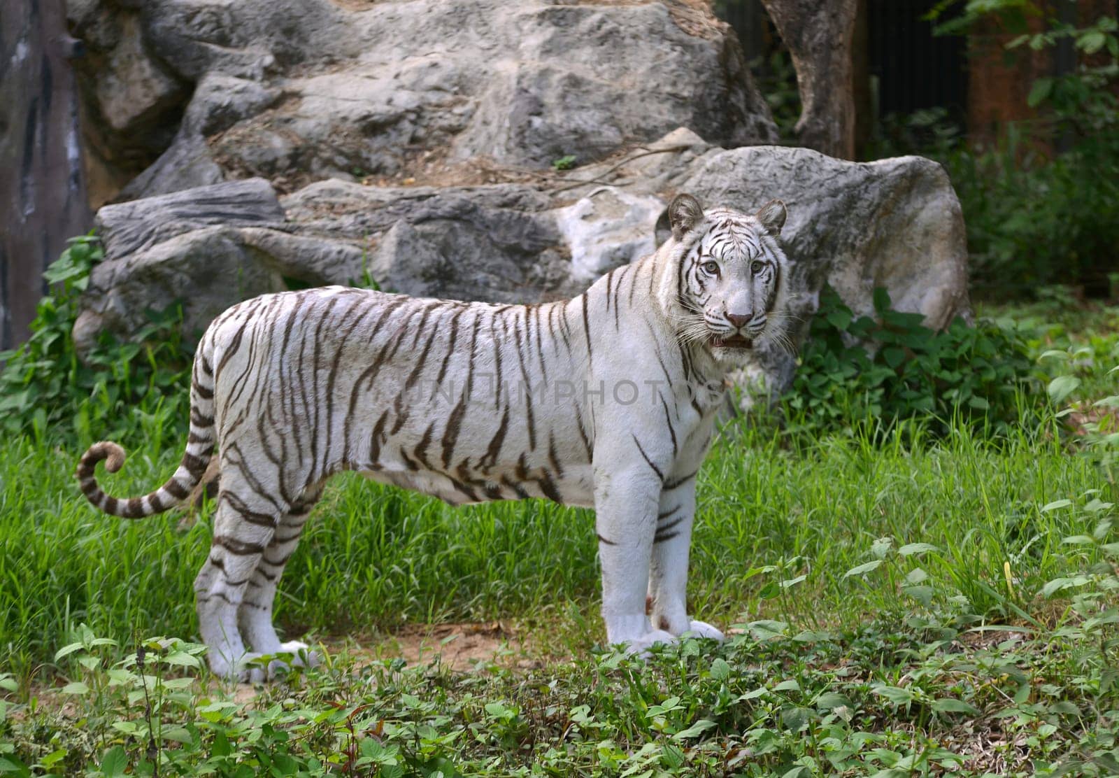 female white bengal tiger in captive environment