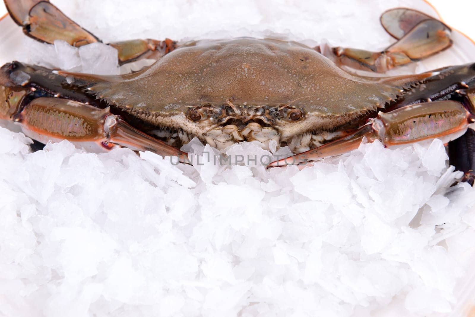 a crab freeze in ice
