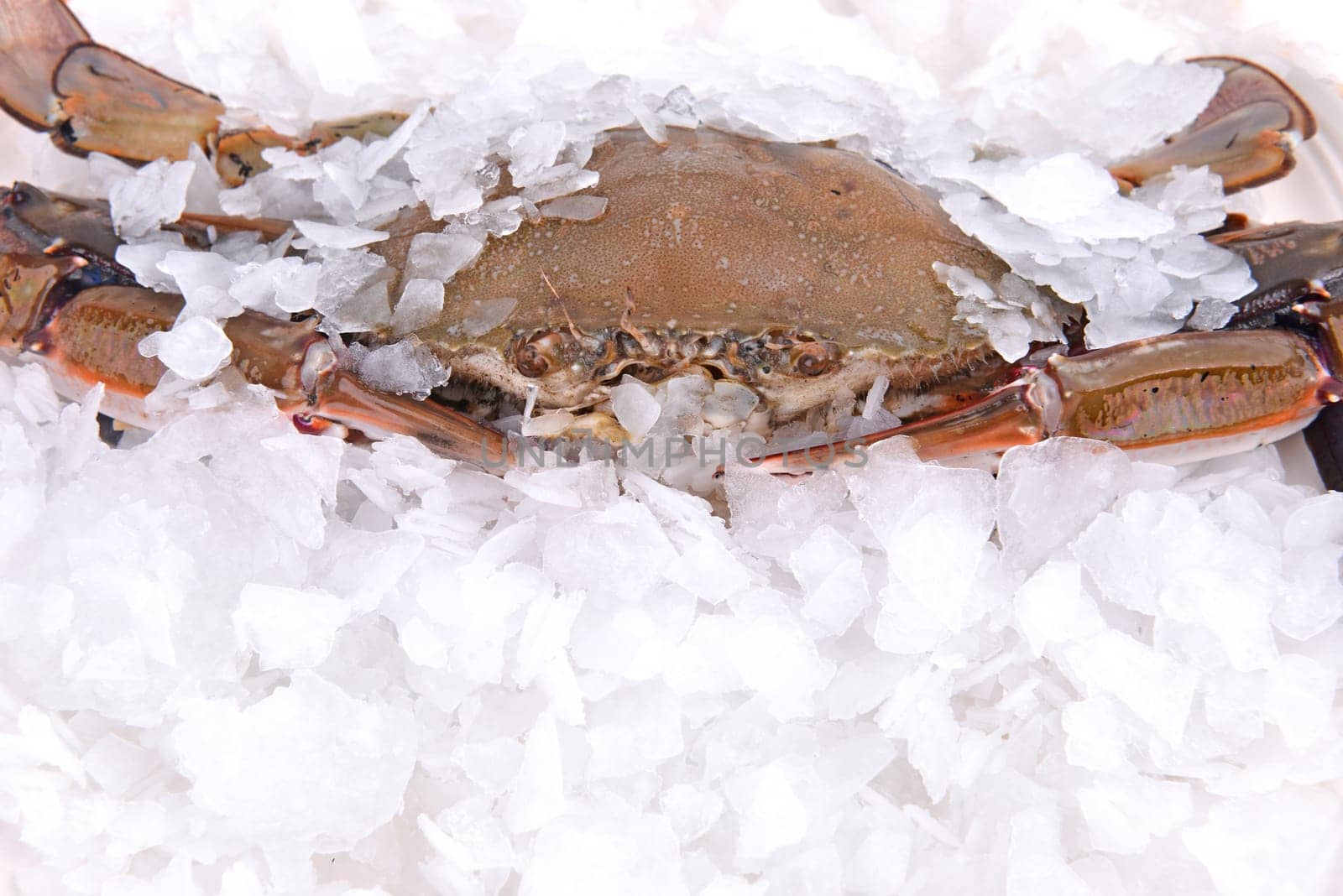 a crab freeze in ice