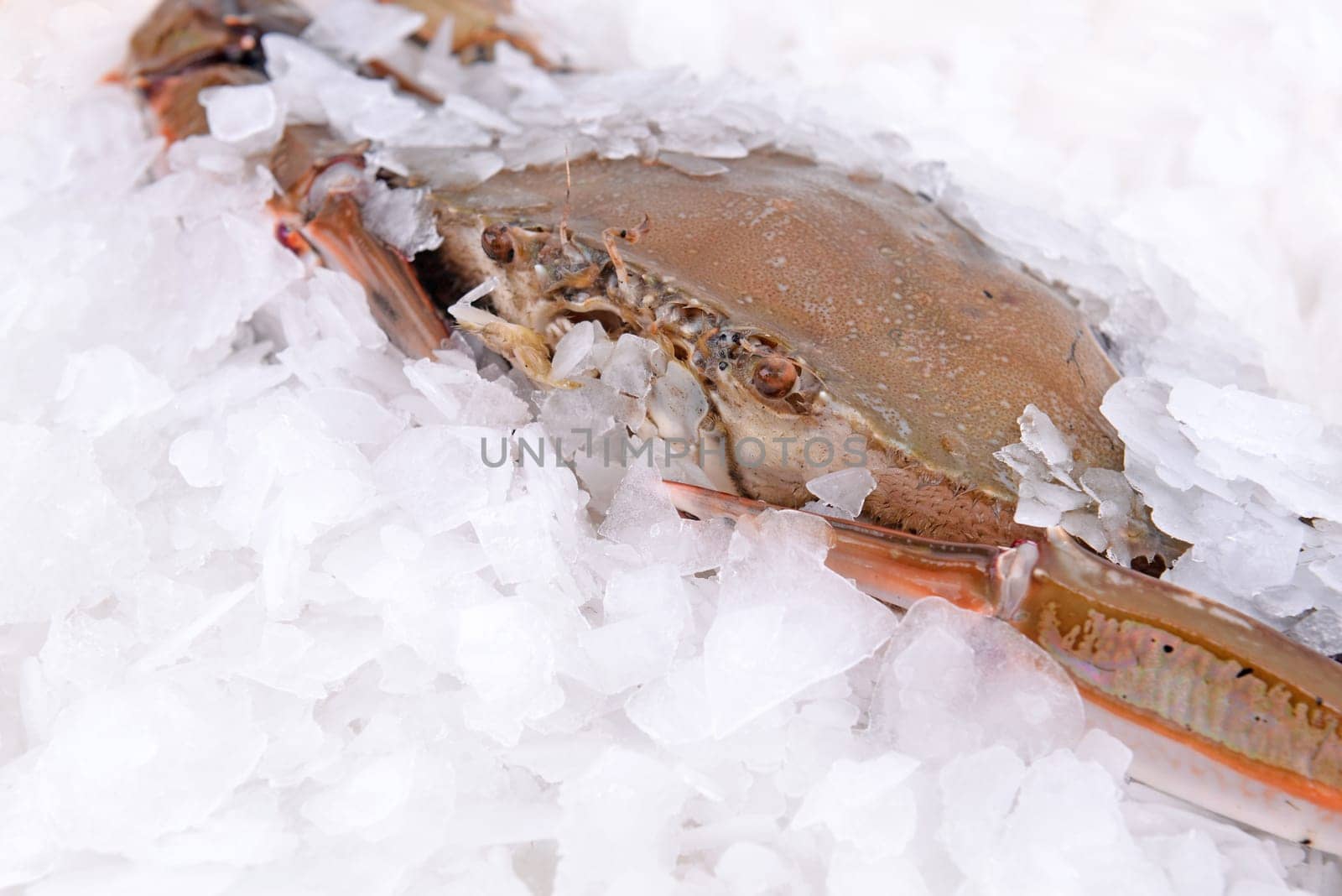 a crab freeze in ice