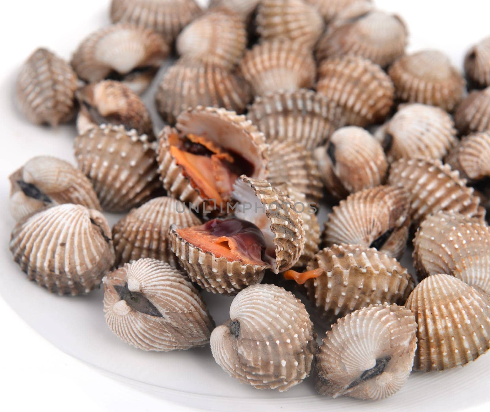 blood cockle cooked on a white dish
