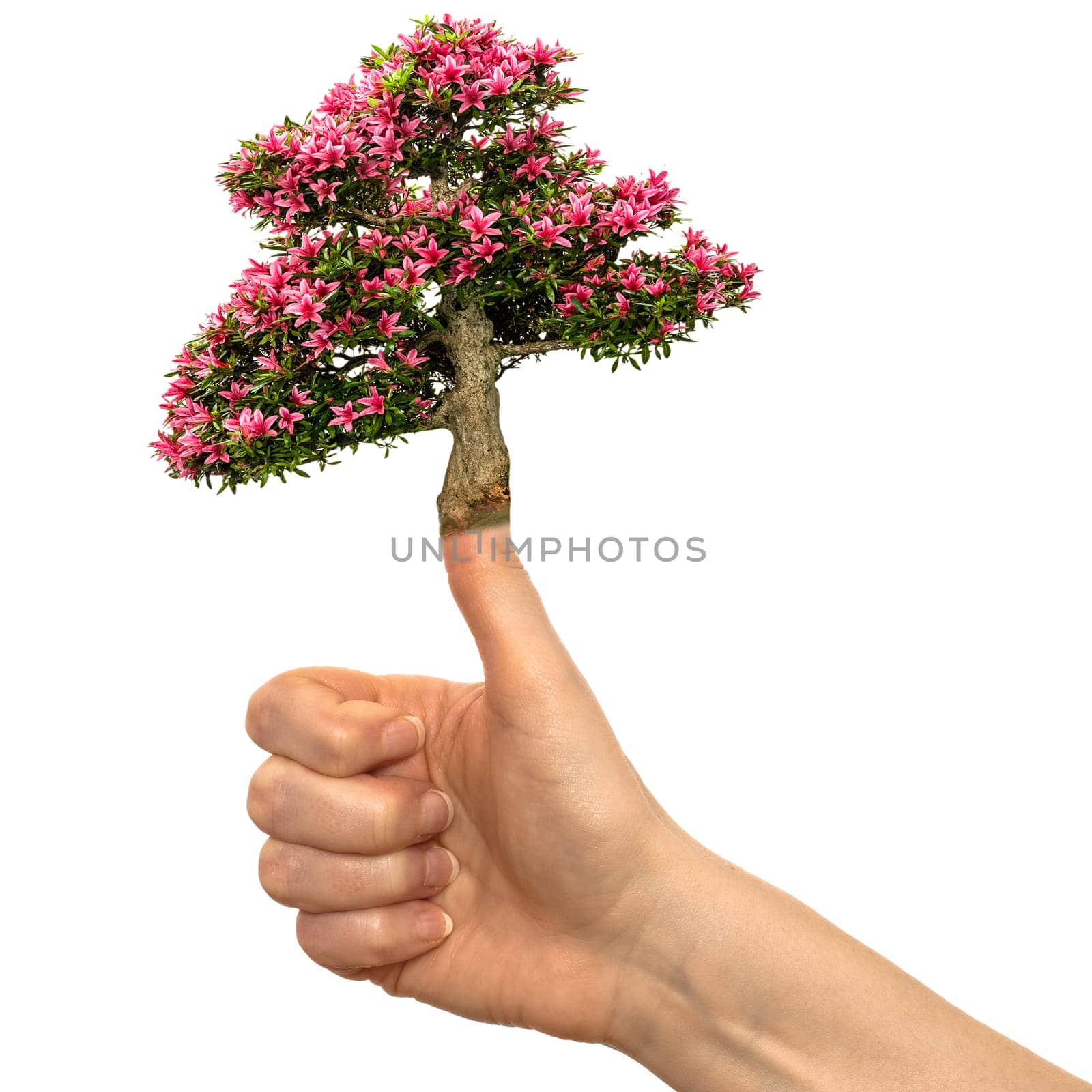 Hand with flowering azalee on the thumb against a white background