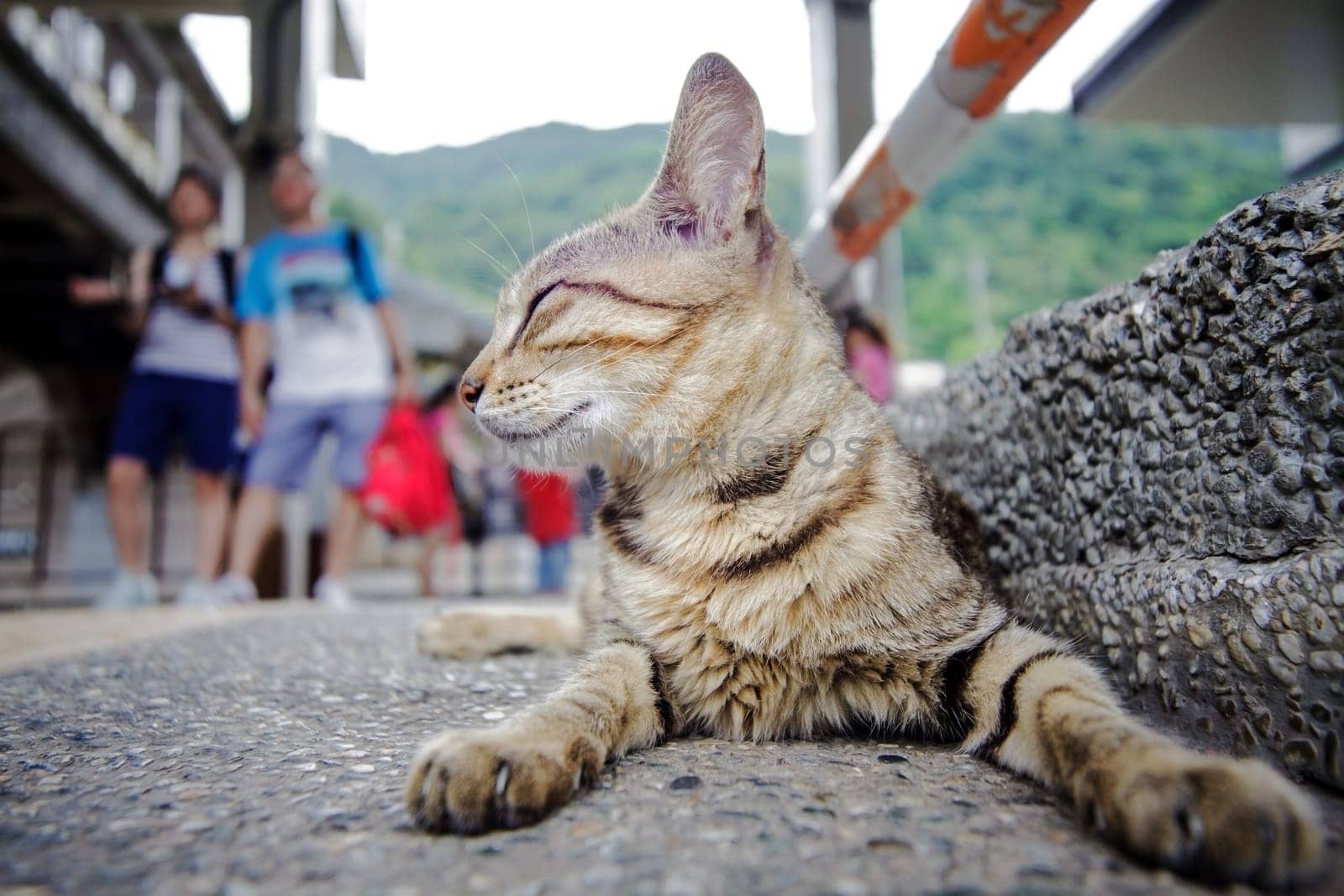 cat with nice background