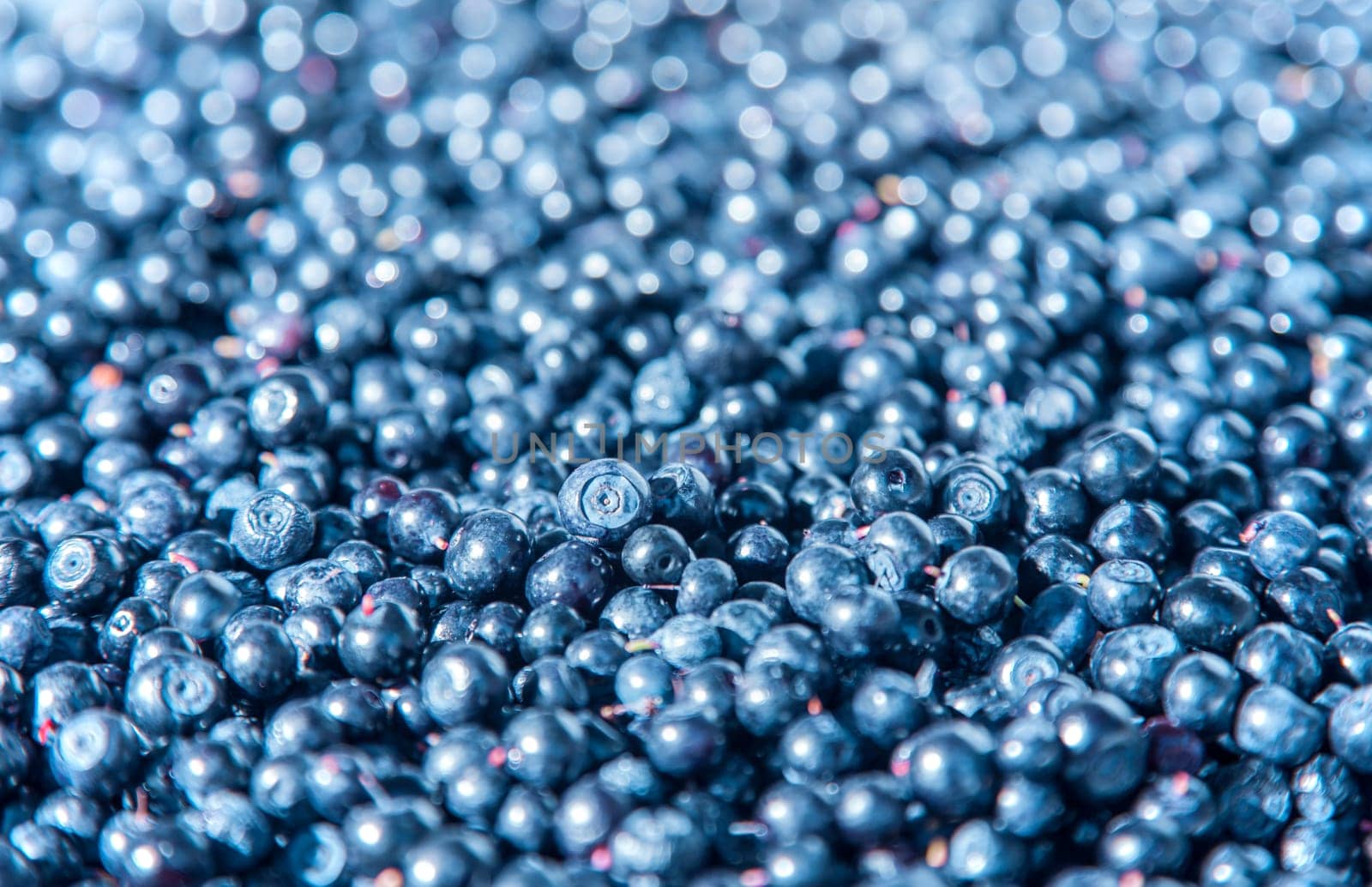 Wild blueberries with selected focus and bokeh