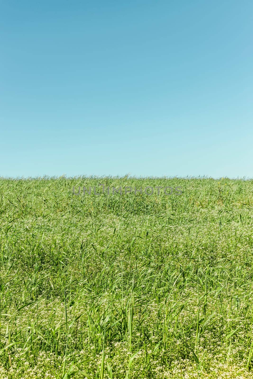 Beautiful meadow landscape on a clear summer day
