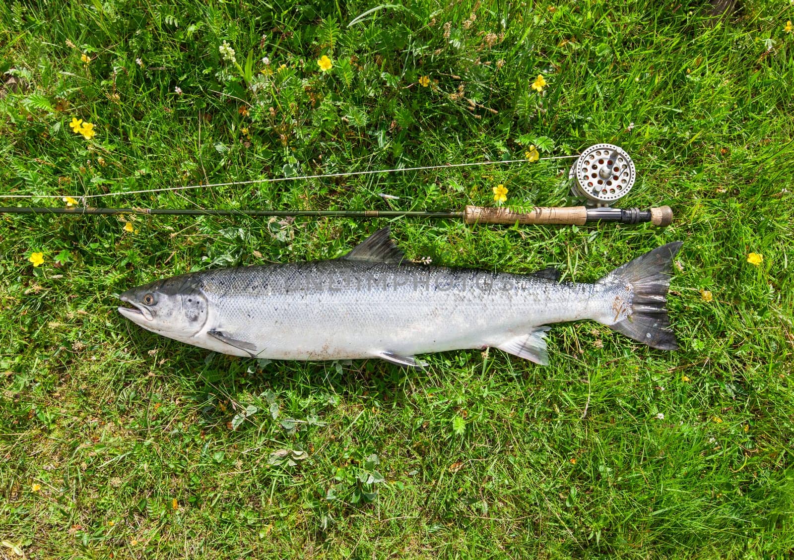 Atlantic salmon and fly rod on the river bank