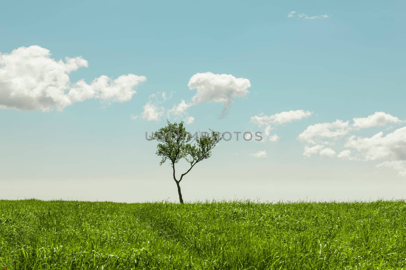 Lonely tree in a grassy meadow on a beautiful summer day