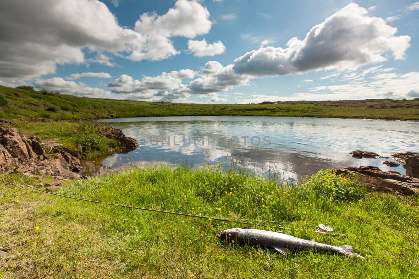 Atlantic salmon and fly rod on the river bank