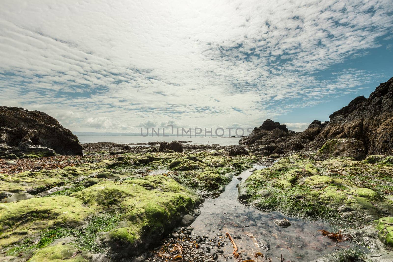 Serene landscape with seaweed and rocks on a summer day
