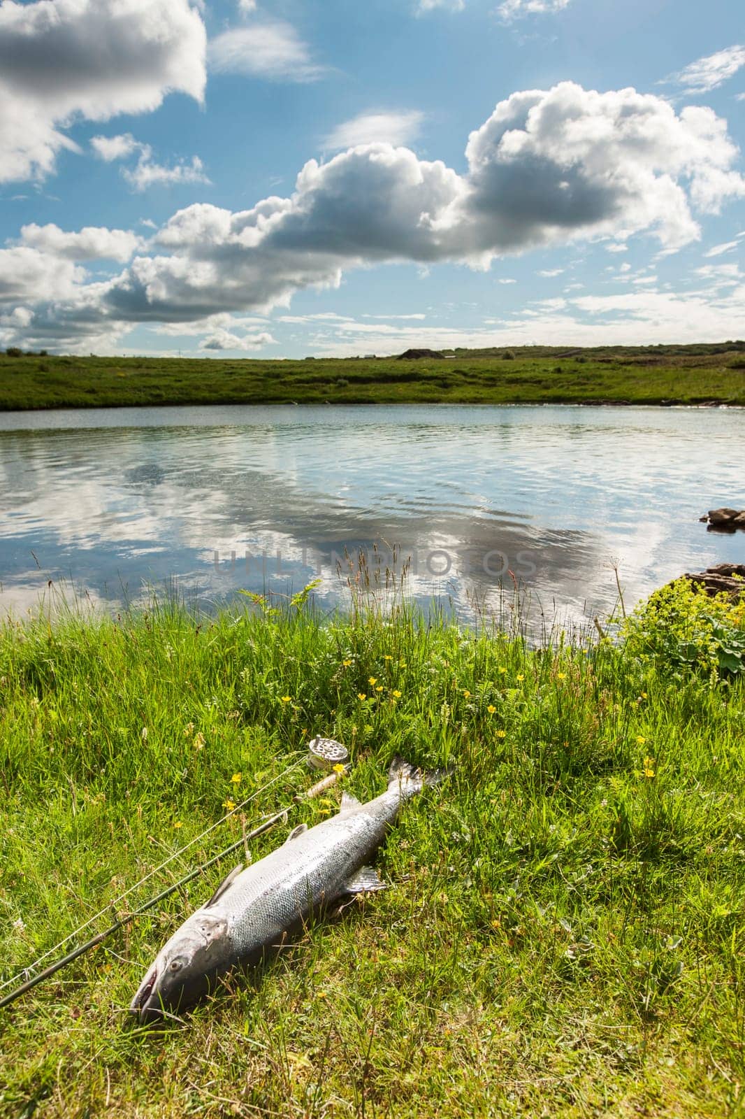 Atlantic salmon and fly rod on the river bank