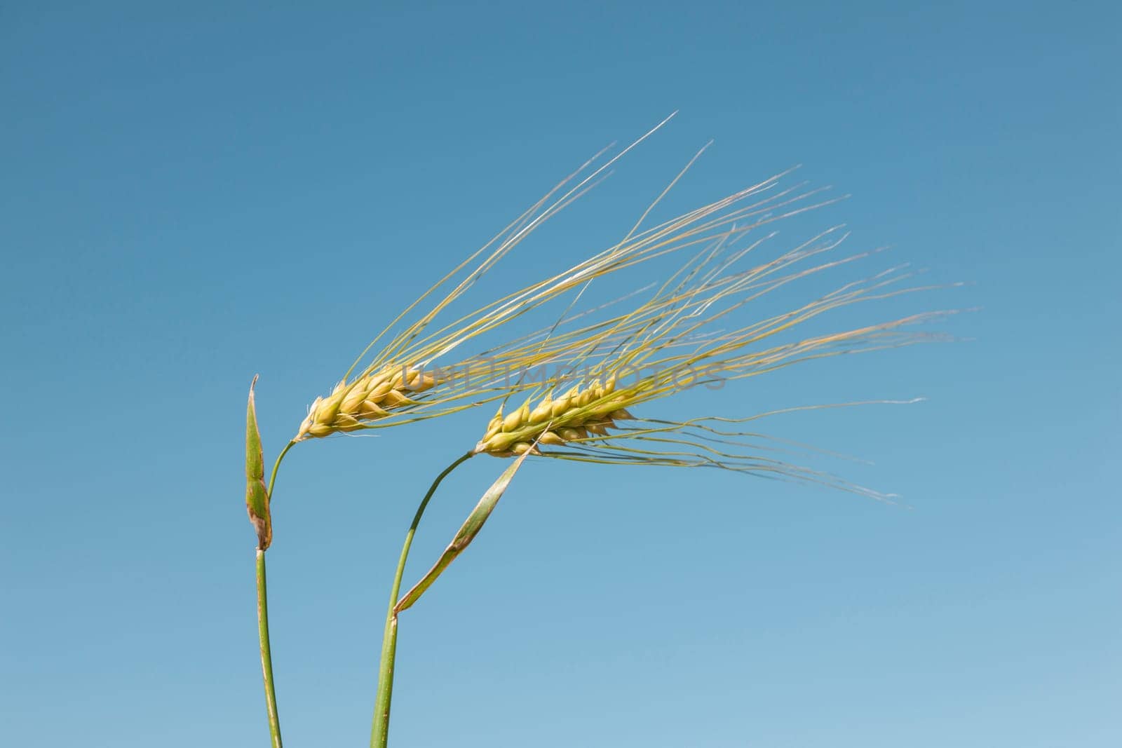Wheatplants against a clear summer sky