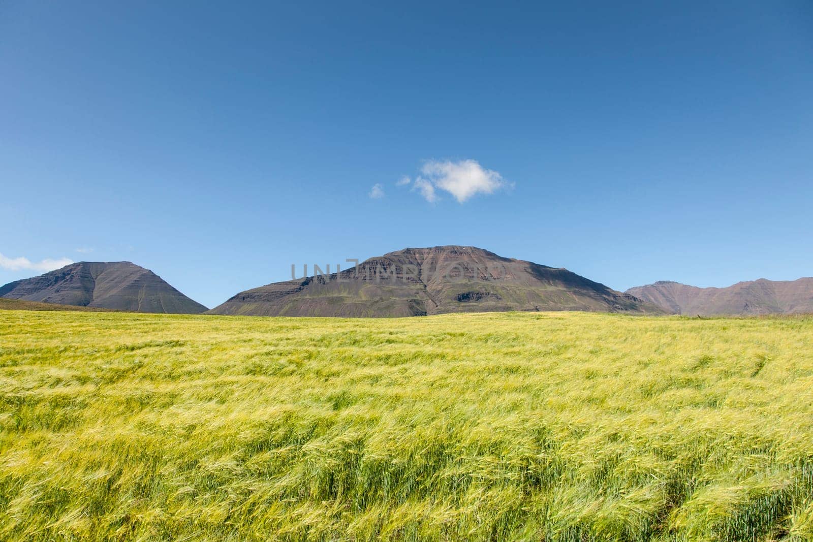 Beautiful meadow landscape on a clear summer day