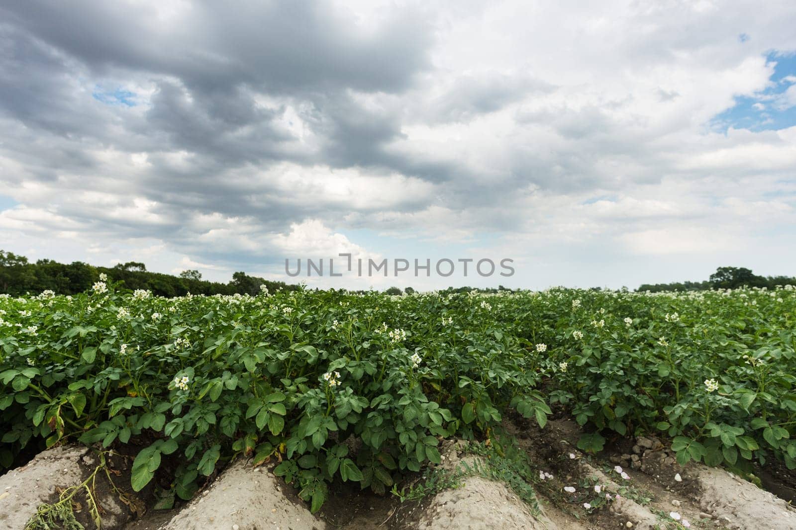Field with potato,agricultural landscape with crop