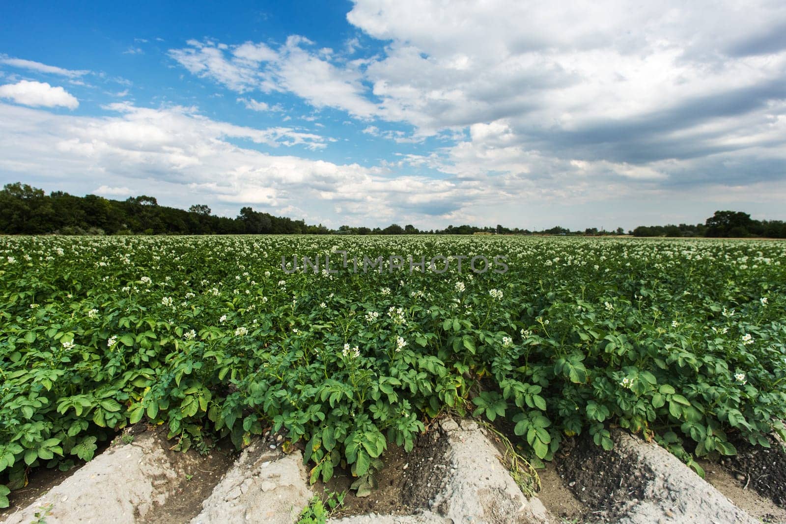 Field with potato,agricultural landscape with crop