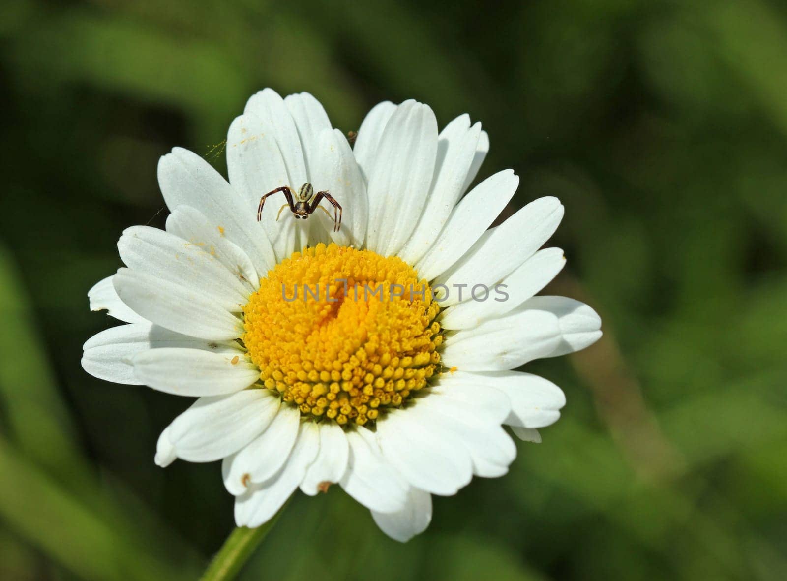 Male Variable Crab Spider (Misumena vatia) on Margerite