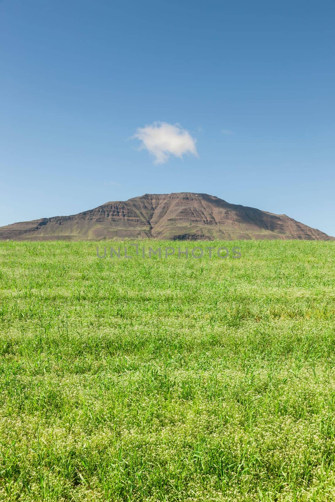 Beautiful meadow landscape on a clear summer day