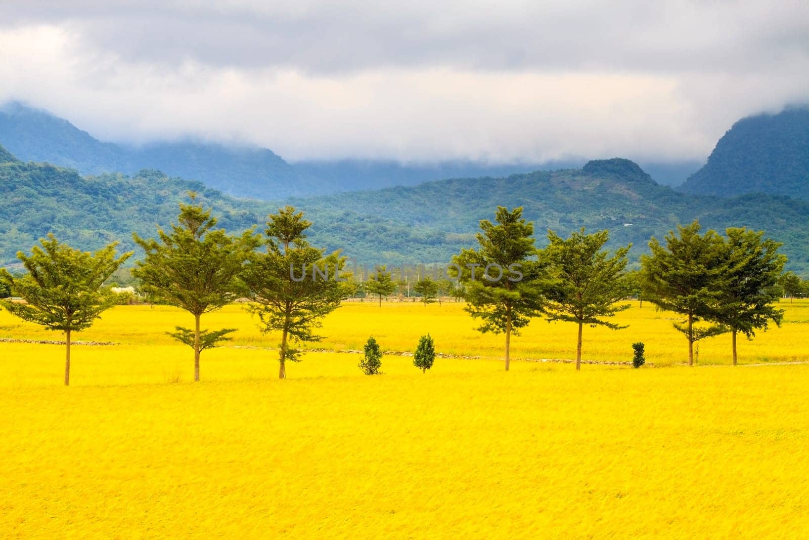 Paddy field for adv or others purpose use