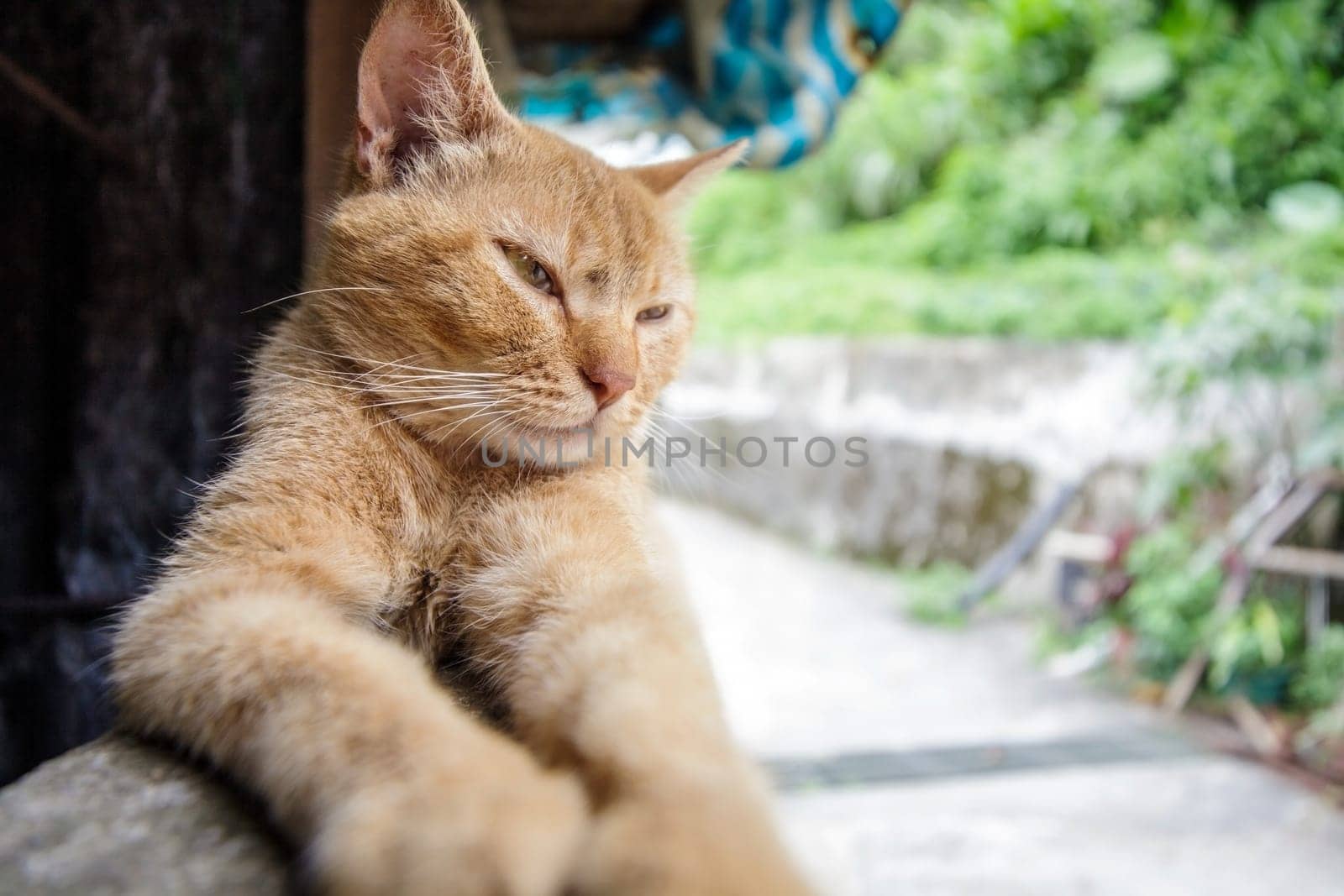 Cat with nice background for adv or others purpose use