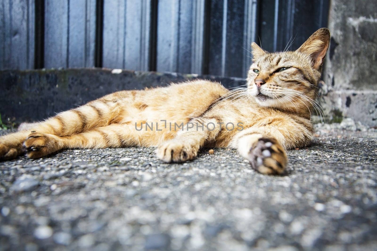 Cat with nice background for adv or others purpose use