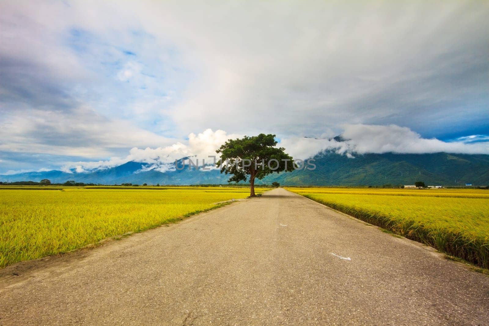 Paddy field for adv or others purpose use