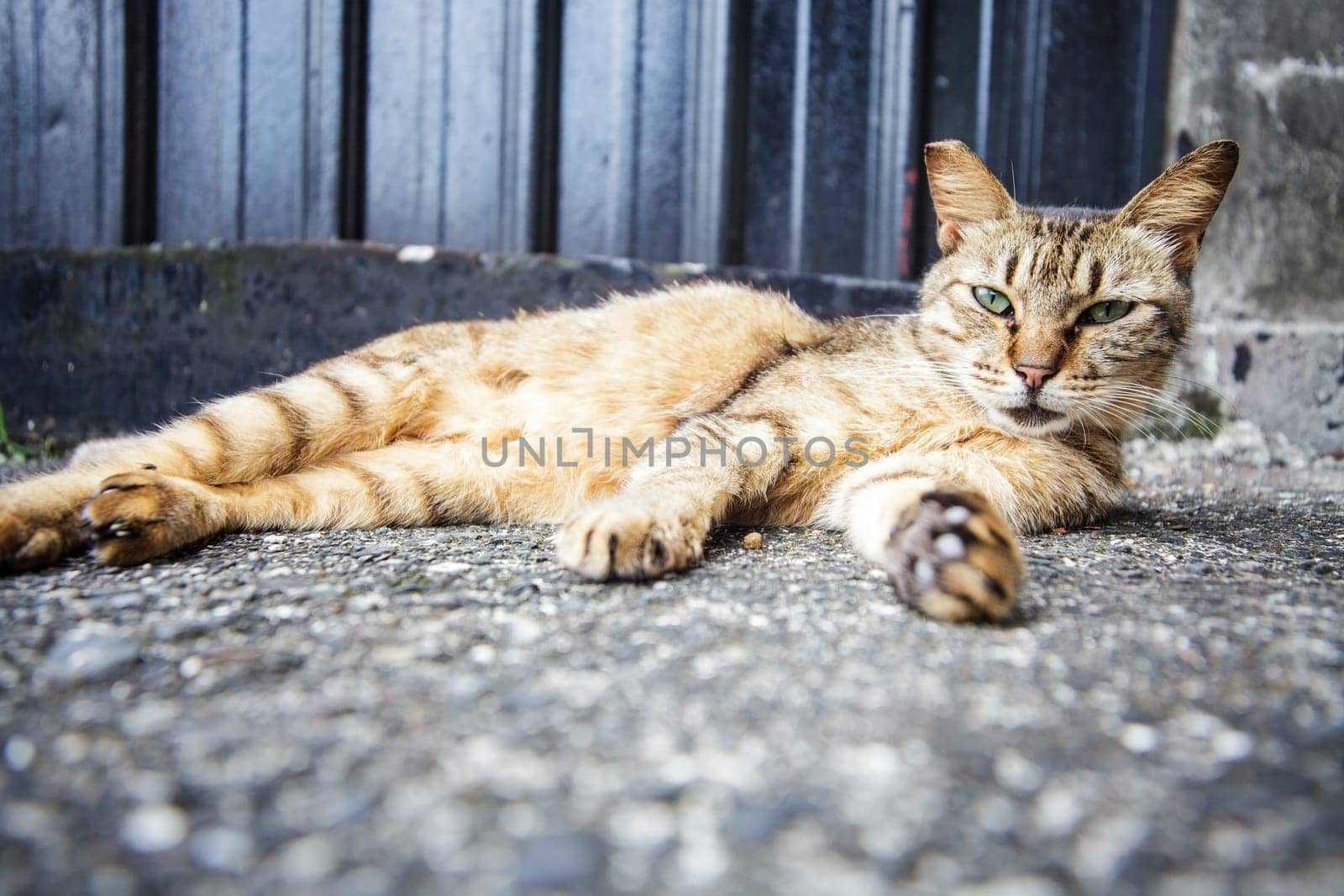 Cat with nice background for adv or others purpose use