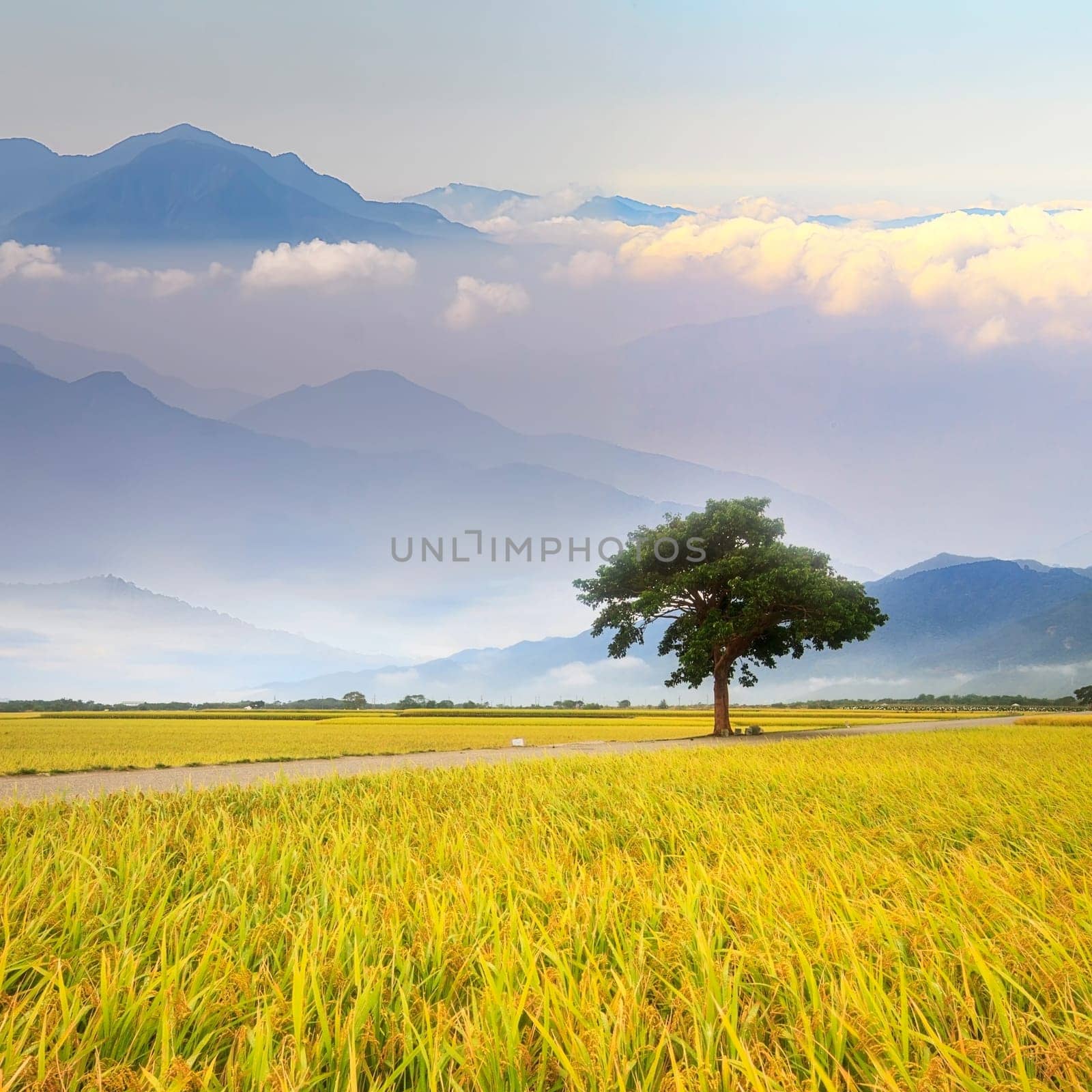 Paddy field for adv or others purpose use