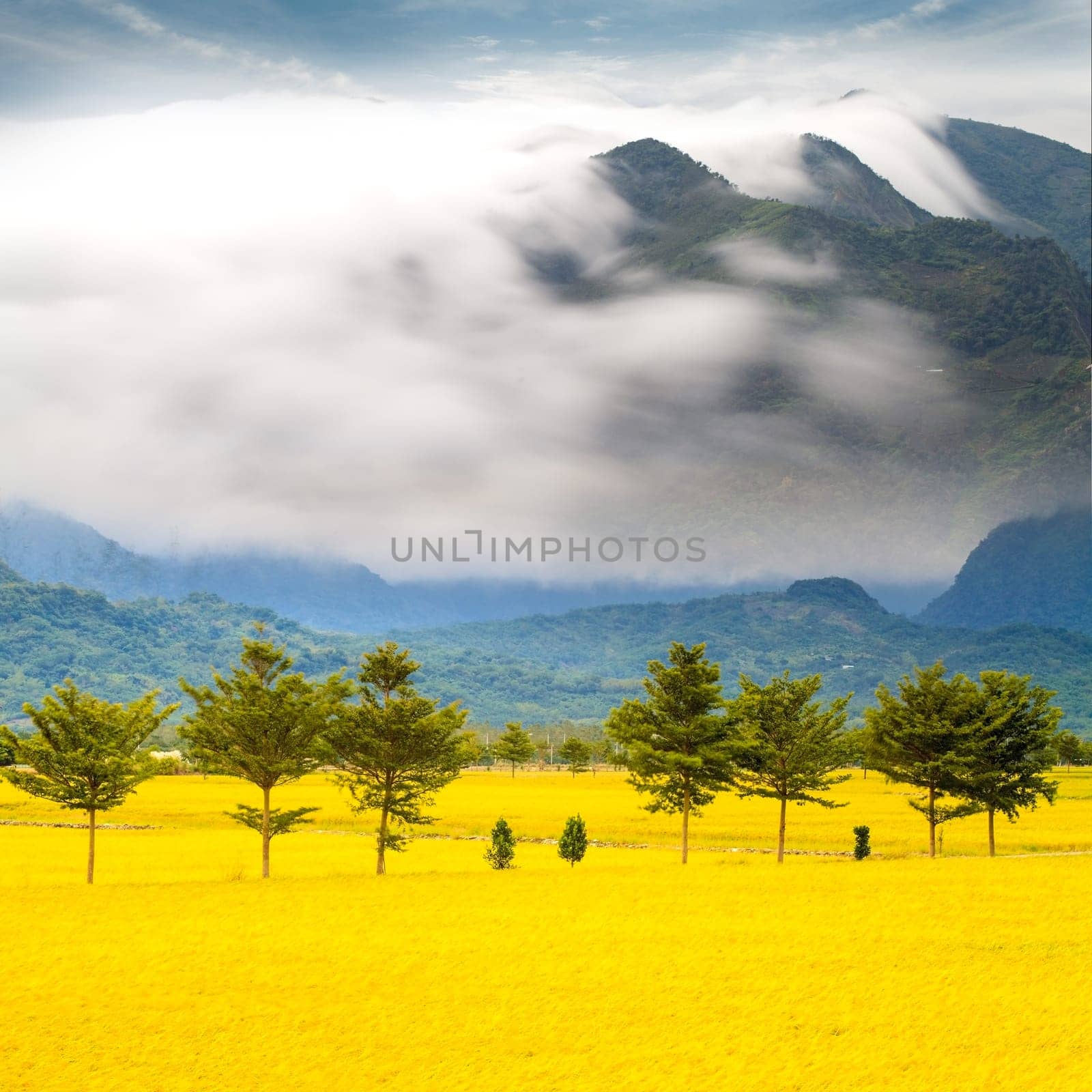 Paddy field for adv or others purpose use