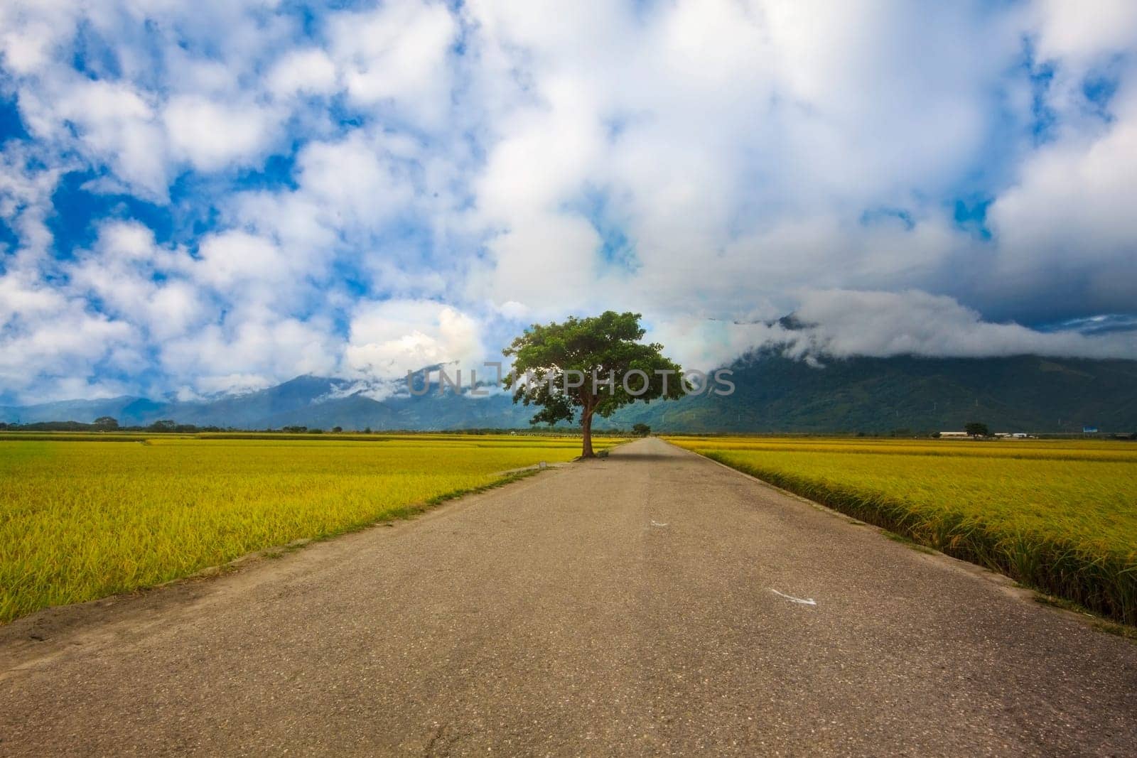 Paddy field for adv or others purpose use